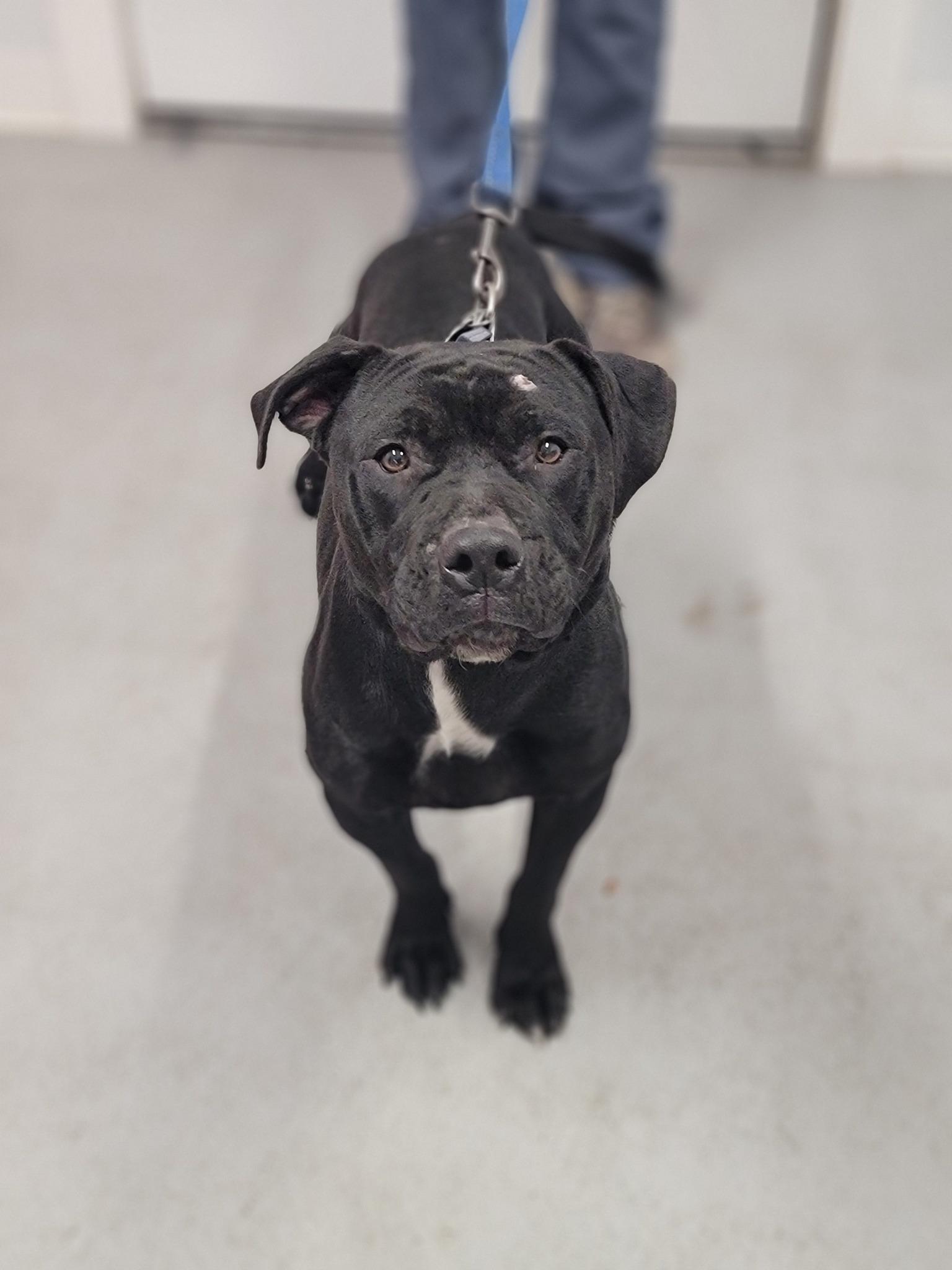 Tanker, Adoptable, Young Male American Staffordshire Terrier.