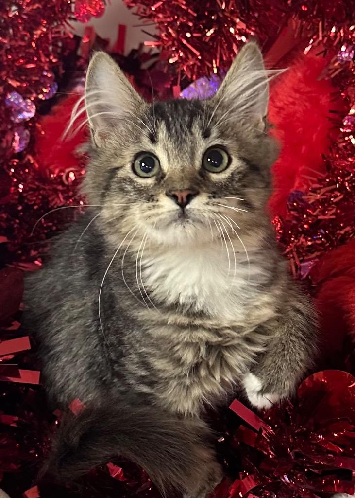 Enlarge 10/6/25 - Flauta, a Adopted mixed breed in Stillwater, OK image 1/1