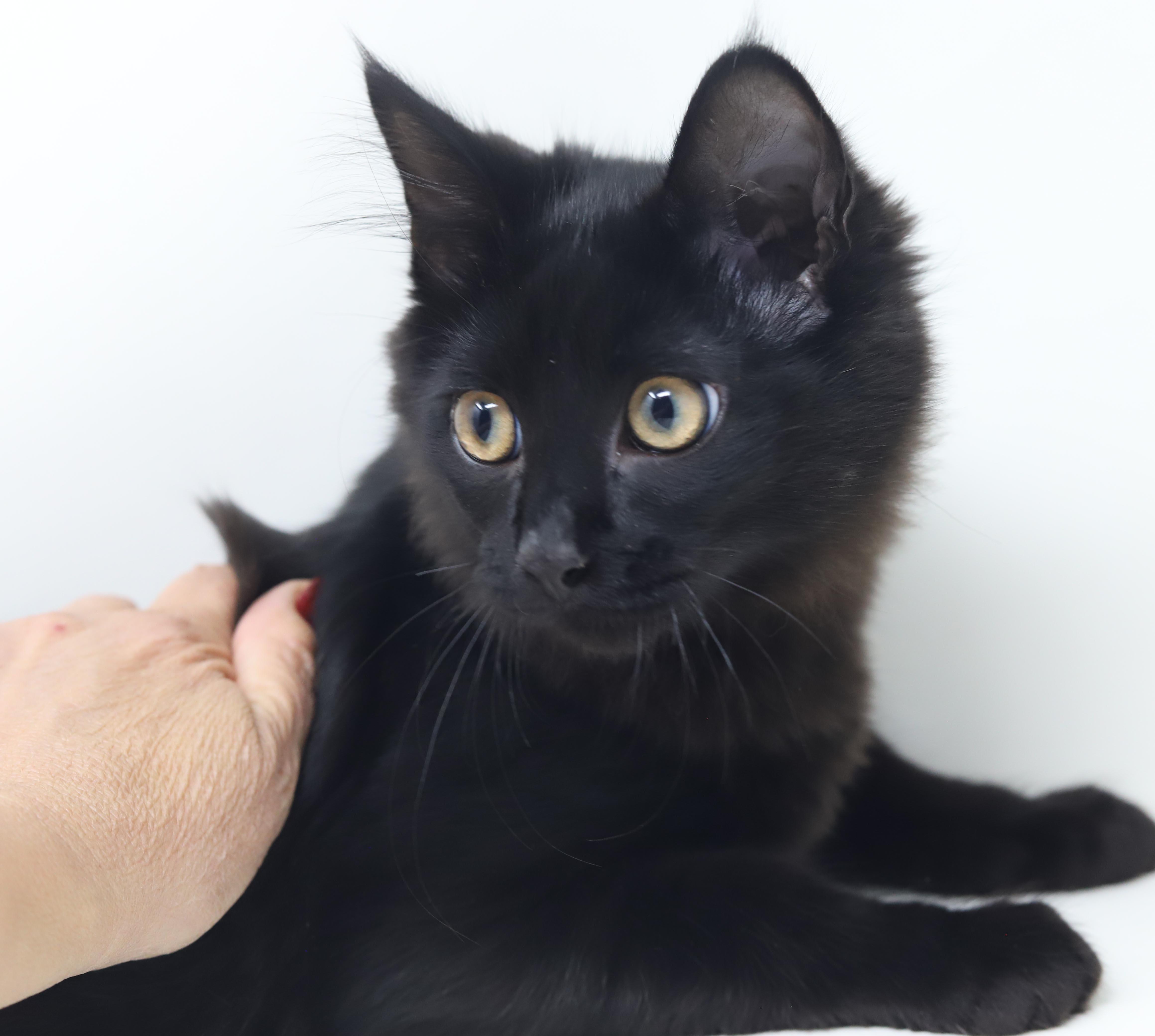 Enlarge Clark cannot be any sweeter or cuter - read bio for FULL story before applying, a Adopted mixed breed in Bedford Hills, NY image 3/6