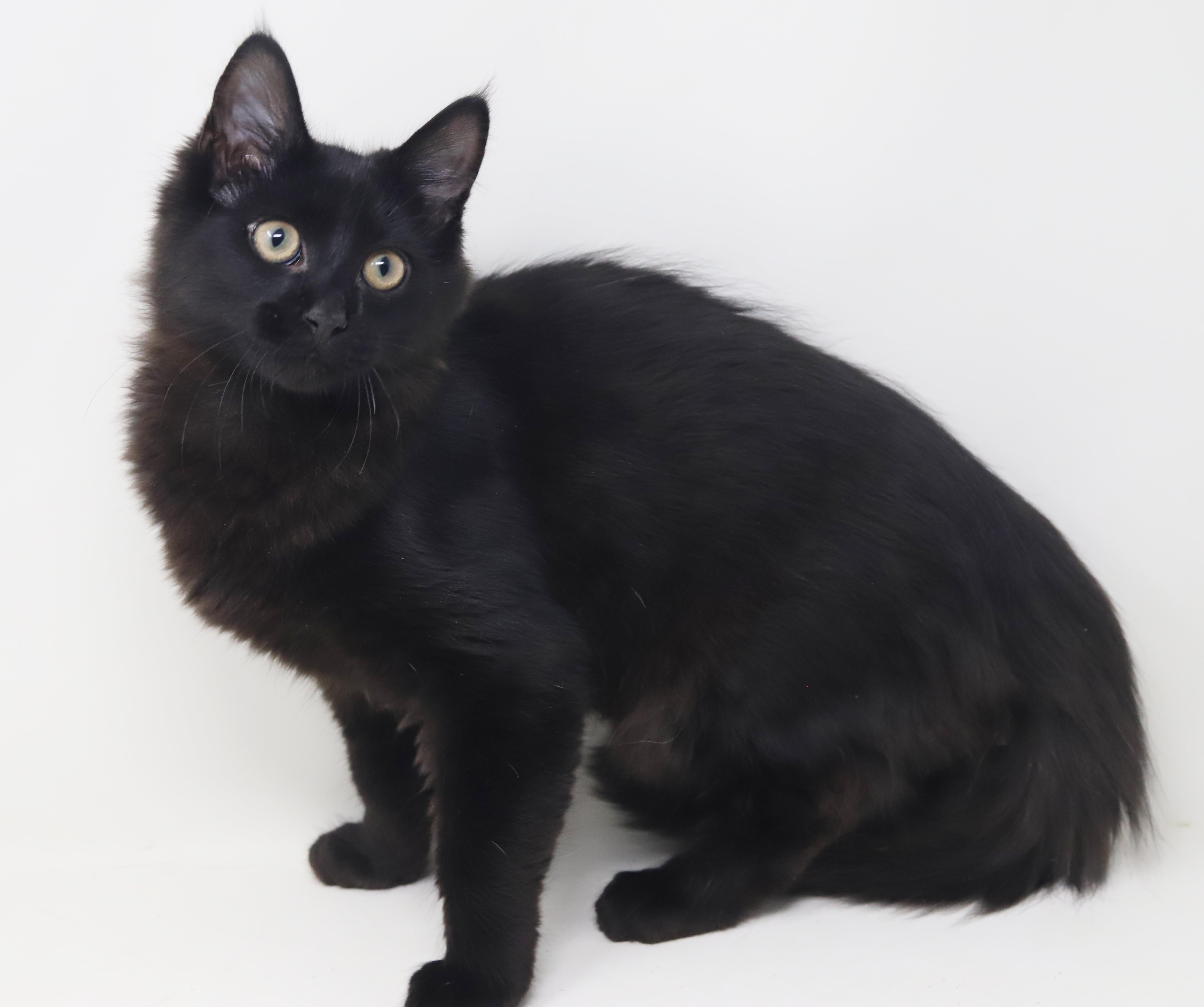 Enlarge Clark cannot be any sweeter or cuter - read bio for FULL story before applying, a Adopted mixed breed in Bedford Hills, NY image 2/6