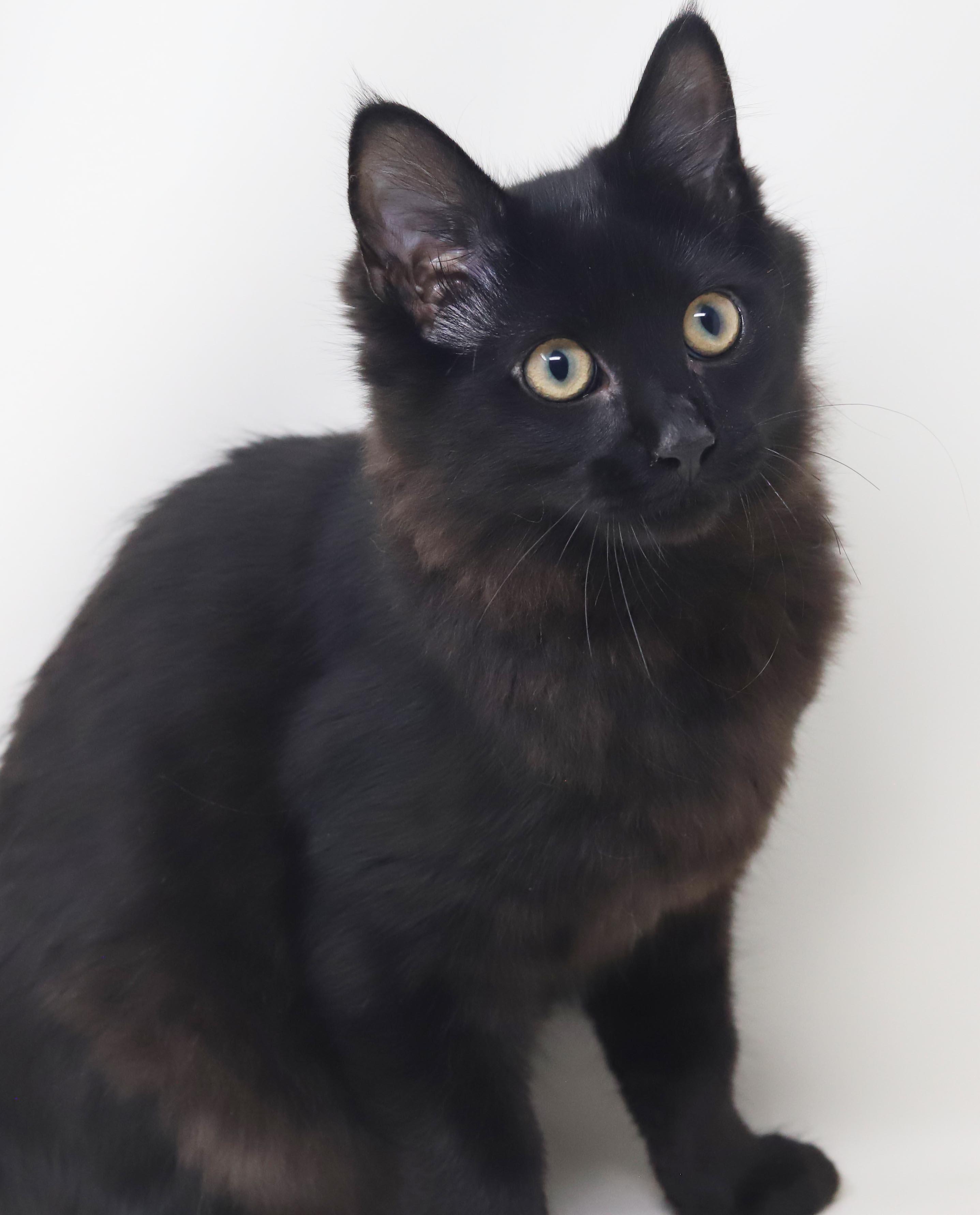 Enlarge Clark cannot be any sweeter or cuter - read bio for FULL story before applying, a Adopted mixed breed in Bedford Hills, NY image 6/6