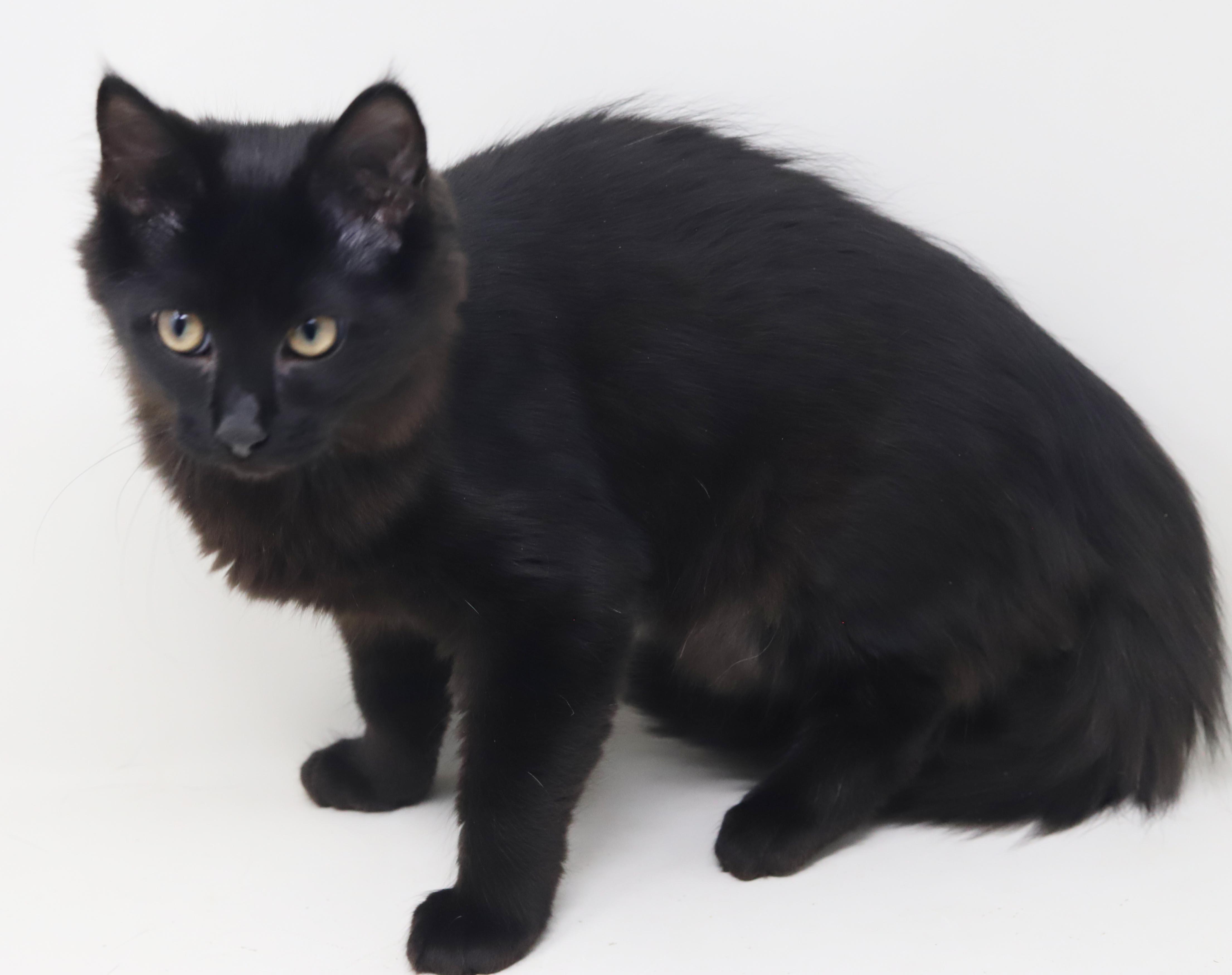 Enlarge Clark cannot be any sweeter or cuter - read bio for FULL story before applying, a Adopted mixed breed in Bedford Hills, NY image 4/6
