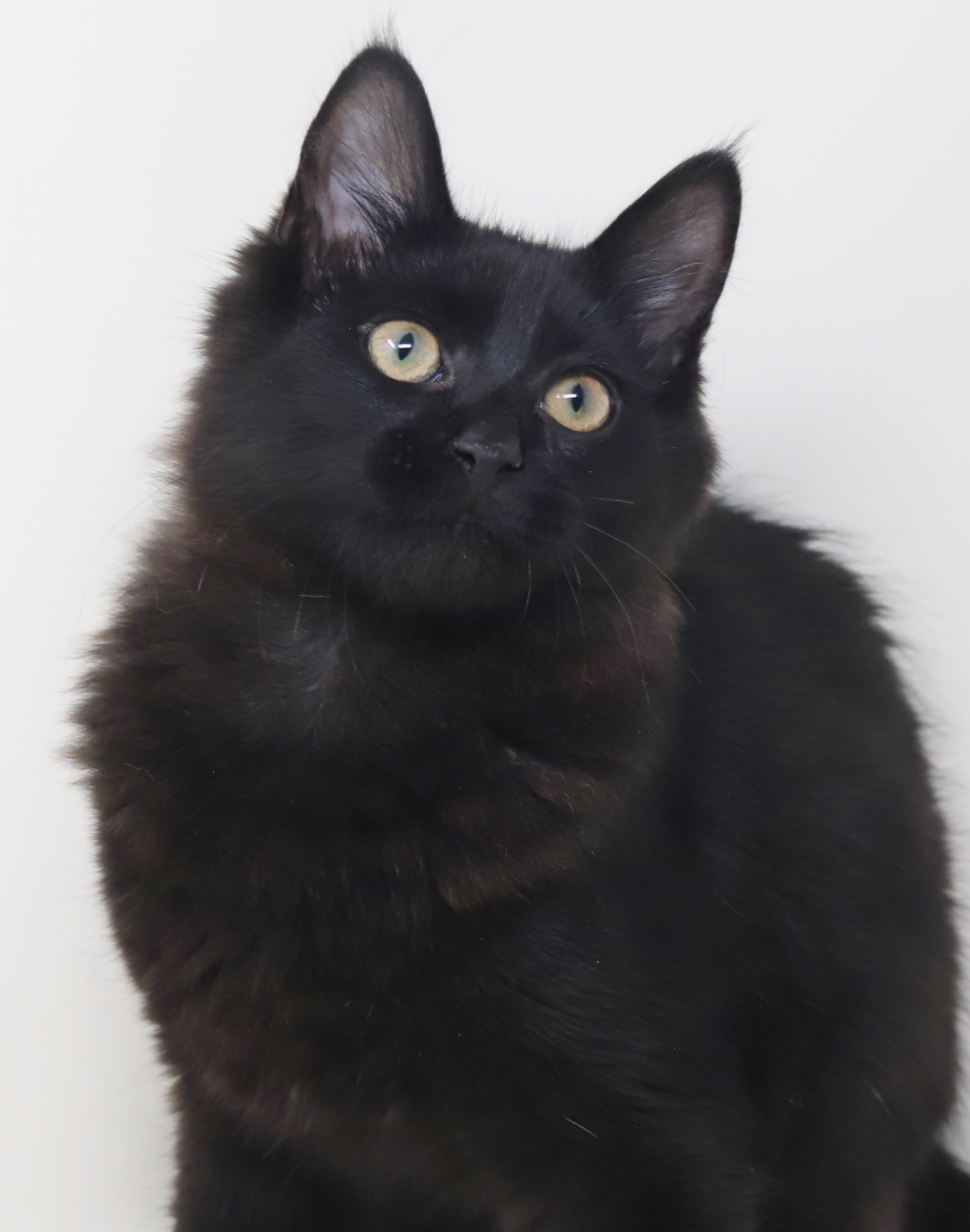 Clark cannot be any sweeter or cuter - read bio for FULL story before applying, Adopted, Kitten Male Maine Coon & Ragdoll.