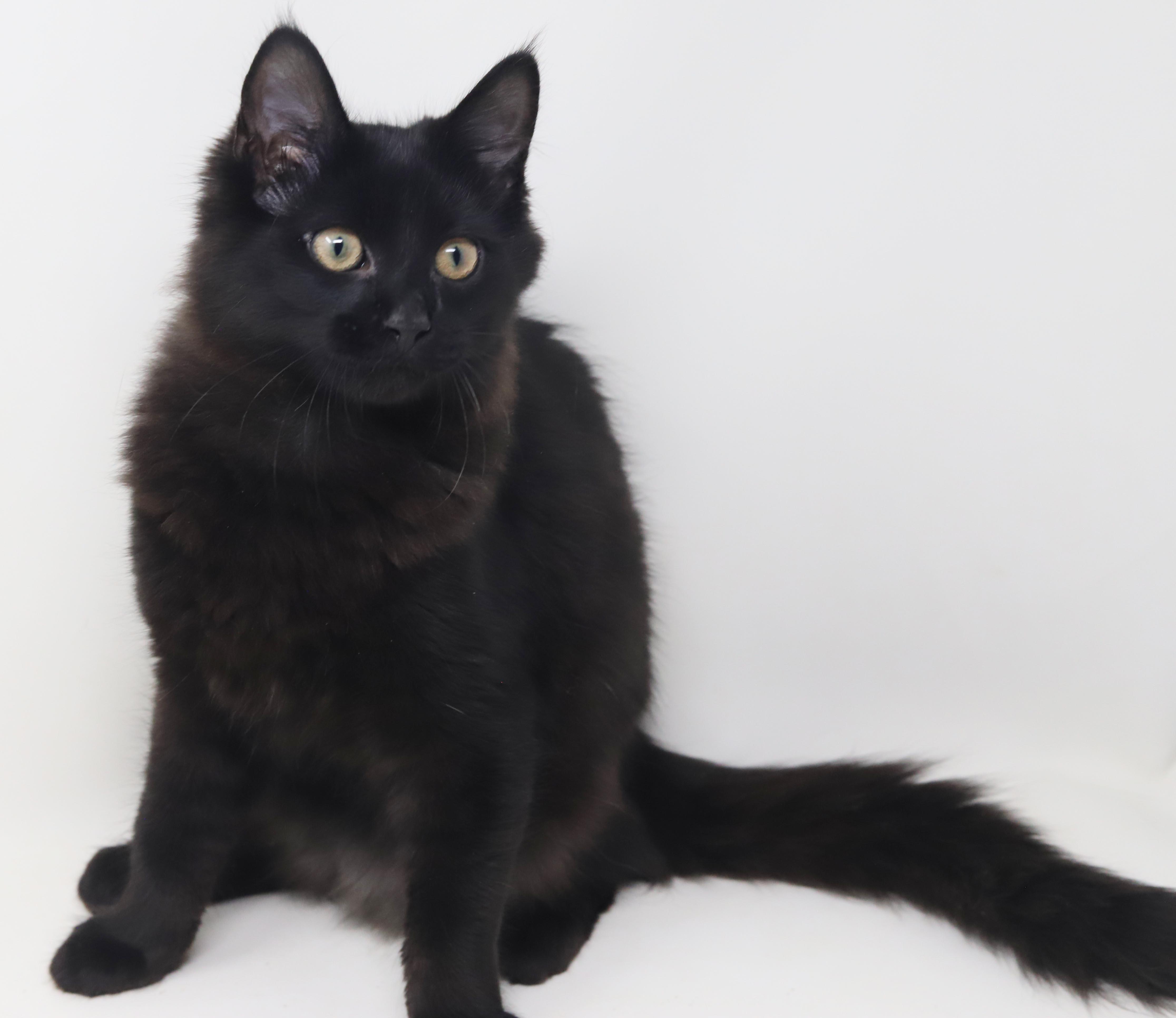 Enlarge Clark cannot be any sweeter or cuter - read bio for FULL story before applying, a Adopted mixed breed in Bedford Hills, NY image 5/6