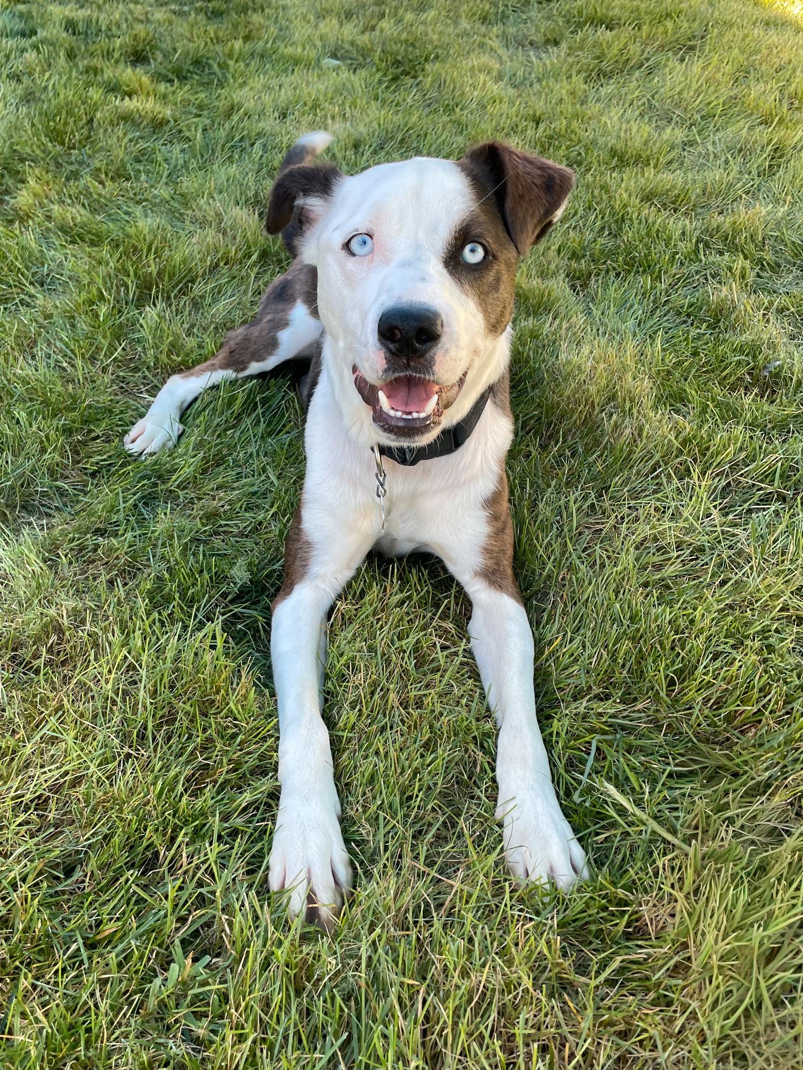 Romulus, Adoptable, Adult Male Cattle Dog & Pit Bull Terrier.