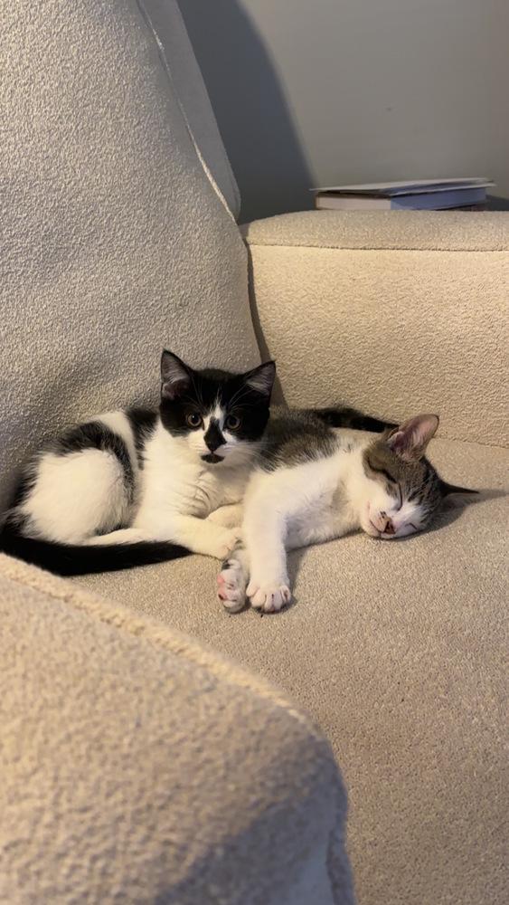 Muffin, Adoptable, Kitten Female Domestic Short Hair.