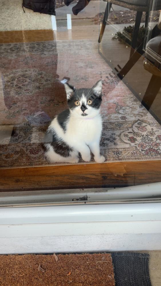 Muffin, a Adoptable mixed breed in Union Grove, WI image 2/6