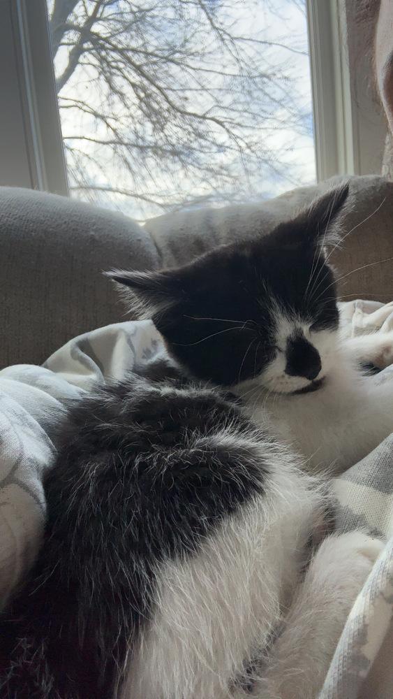 Muffin, a Adoptable mixed breed in Union Grove, WI image 3/6