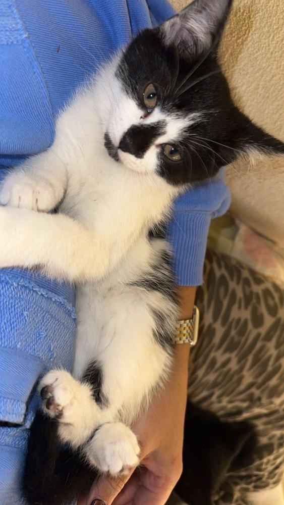 Muffin, a Adoptable mixed breed in Union Grove, WI image 5/6