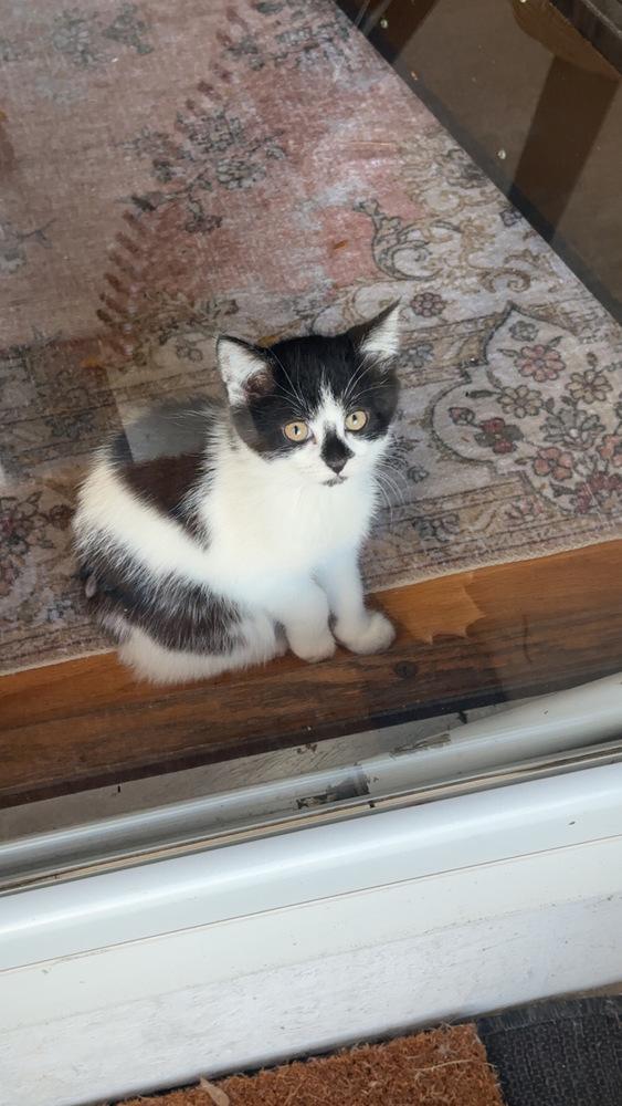 Muffin, a Adoptable mixed breed in Union Grove, WI image 6/6