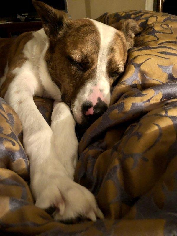 Remylynn, Adoptable, Senior Female Hound & Pit Bull Terrier.