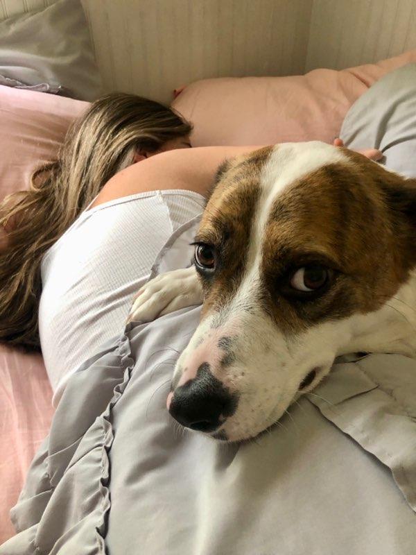 Remylynn, a Adoptable mixed breed in Holly Springs, NC image 2/3