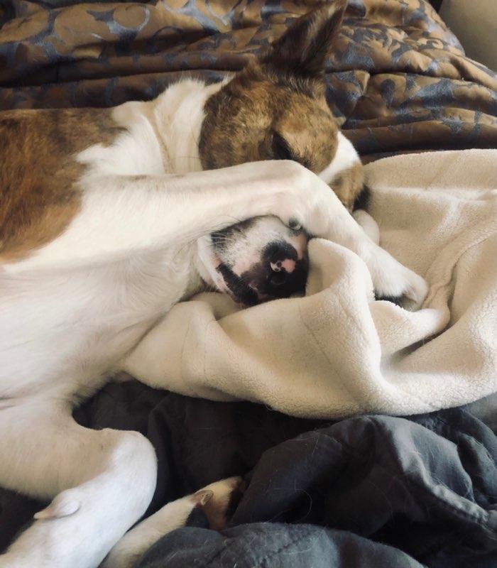 Remylynn, a Adoptable mixed breed in Holly Springs, NC image 3/3