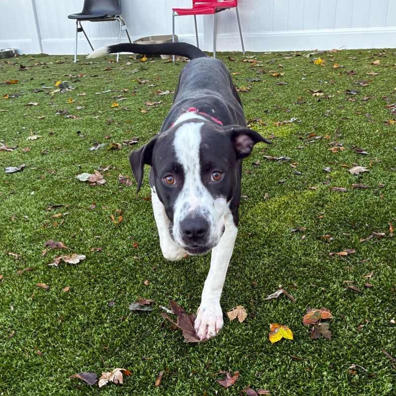 Enlarge Cam, a Adoptable Mixed Breed in New Bedford, MA image 5/6