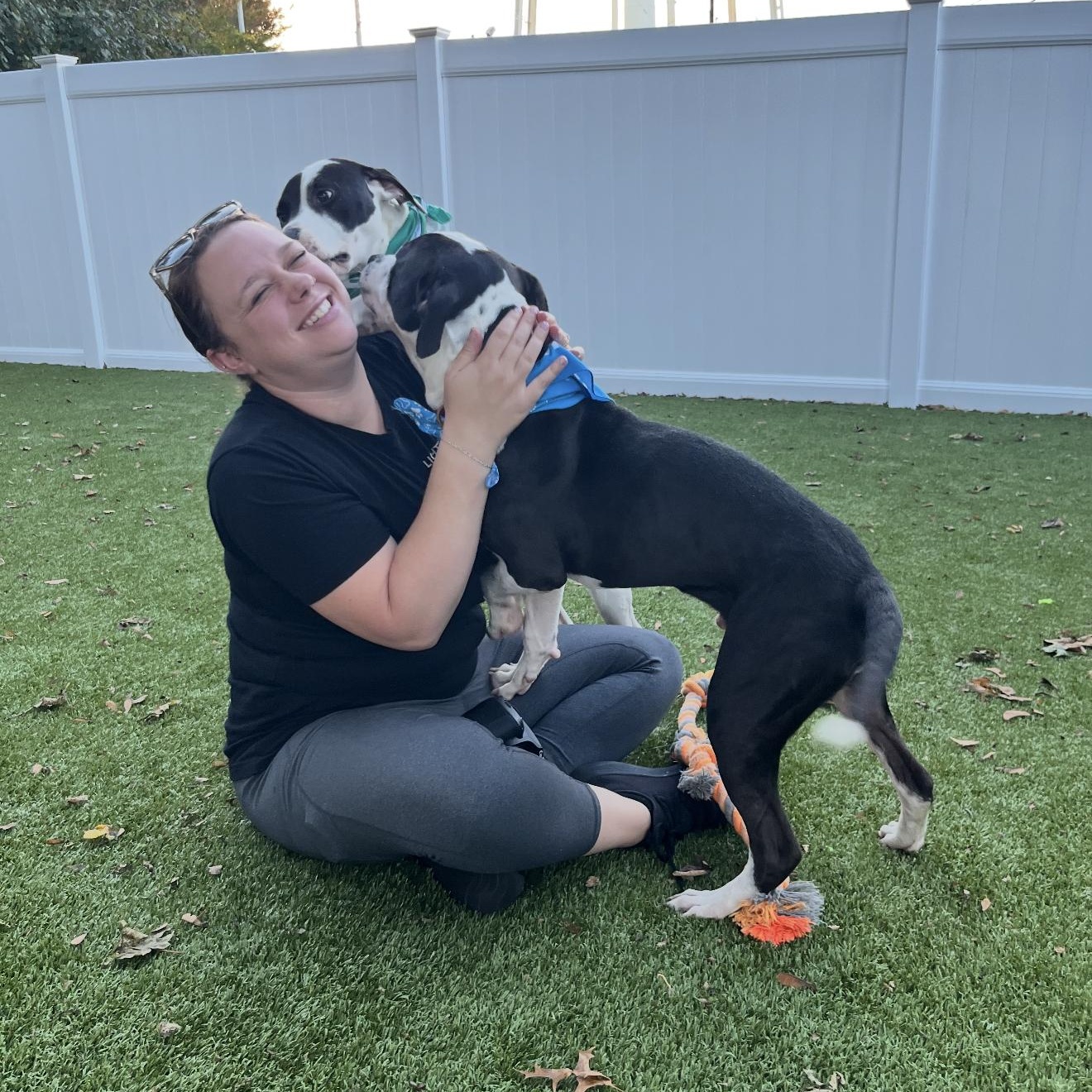 Enlarge Cam, a Adoptable Mixed Breed in New Bedford, MA image 2/6