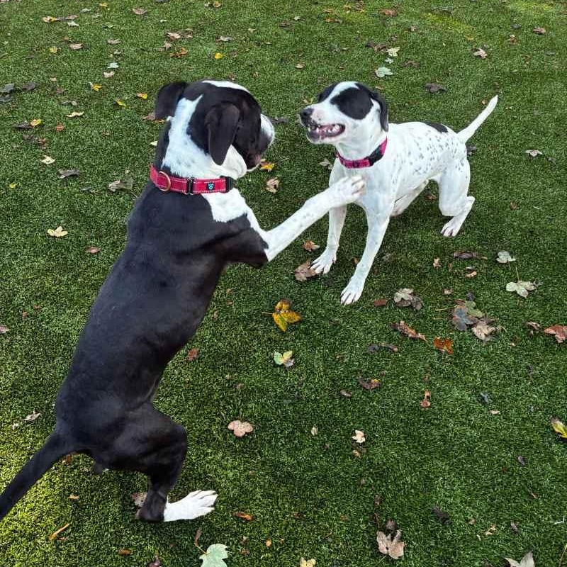 Enlarge Cam, a Adoptable Mixed Breed in New Bedford, MA image 4/6