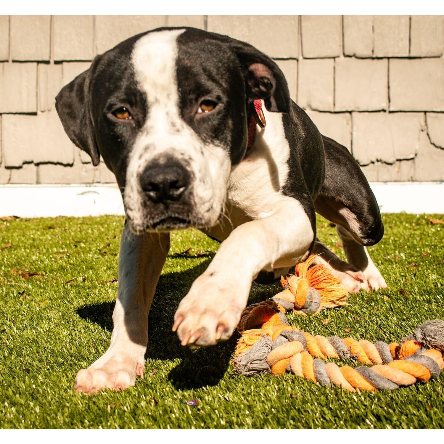 Enlarge Cam, a Adoptable Mixed Breed in New Bedford, MA image 3/6