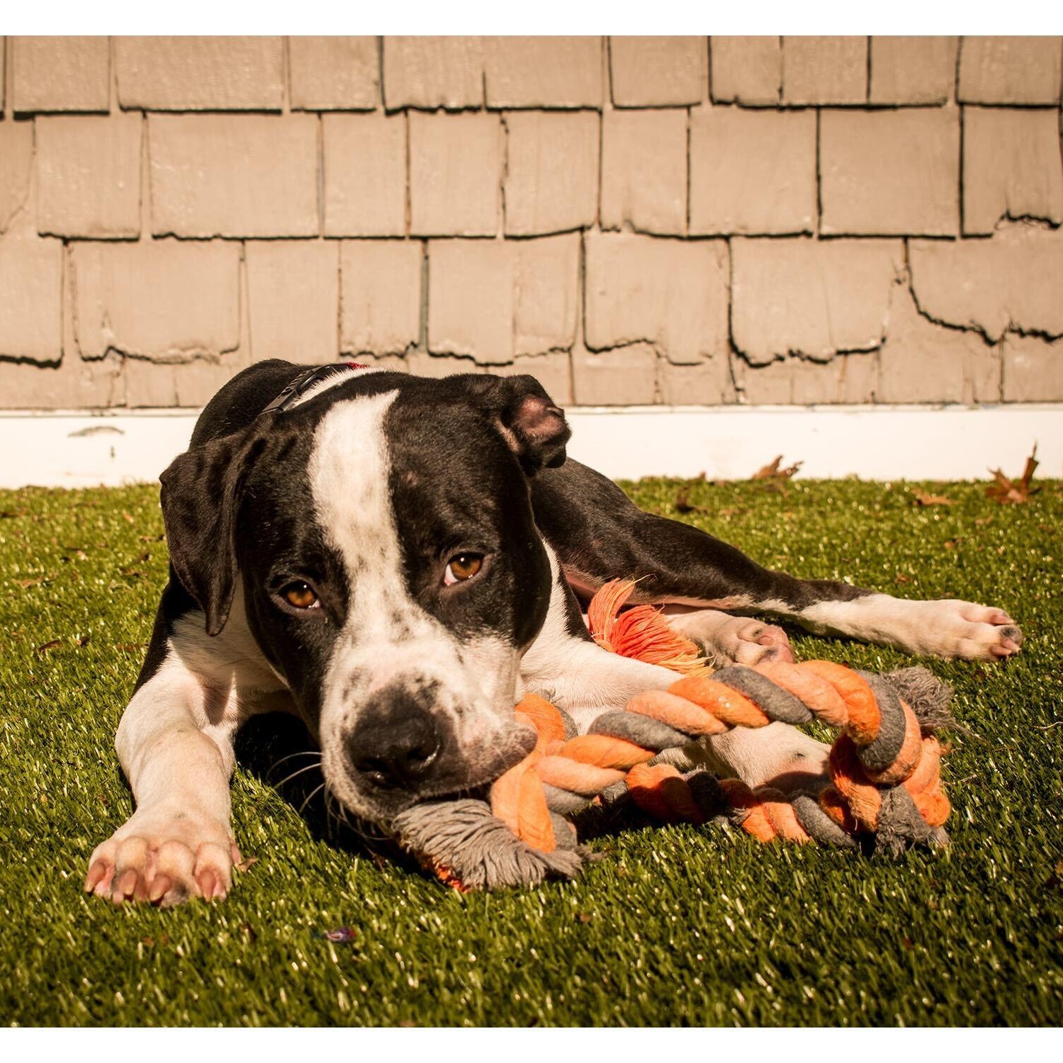 Cam, Adoptable, Young Male Mixed Breed.