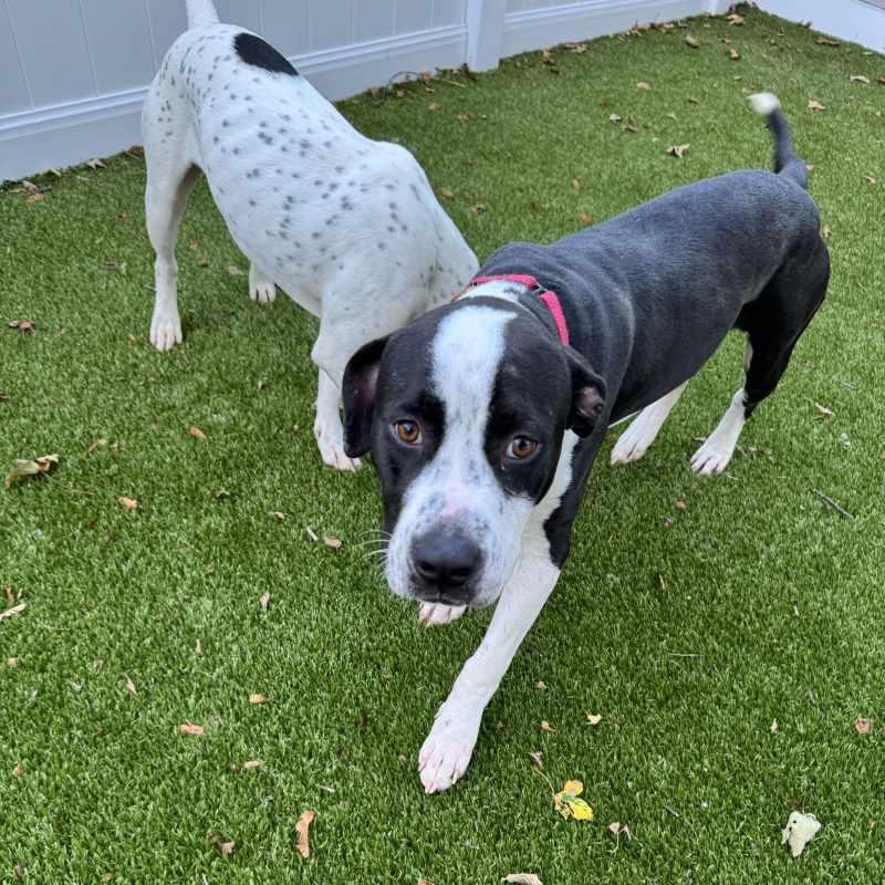 Enlarge Cam, a Adoptable Mixed Breed in New Bedford, MA image 6/6