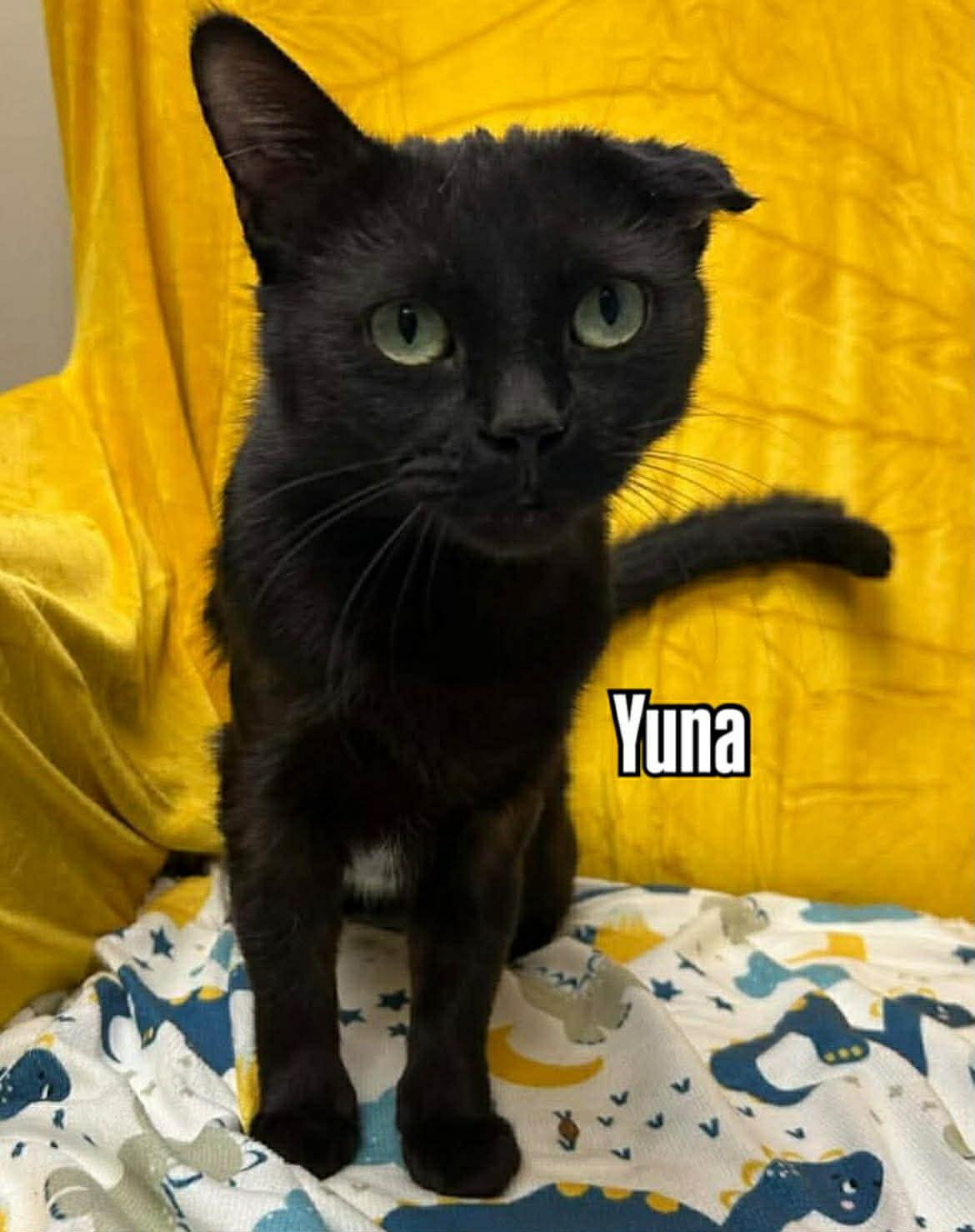Yuna, adopted, Young Female Domestic Short Hair.