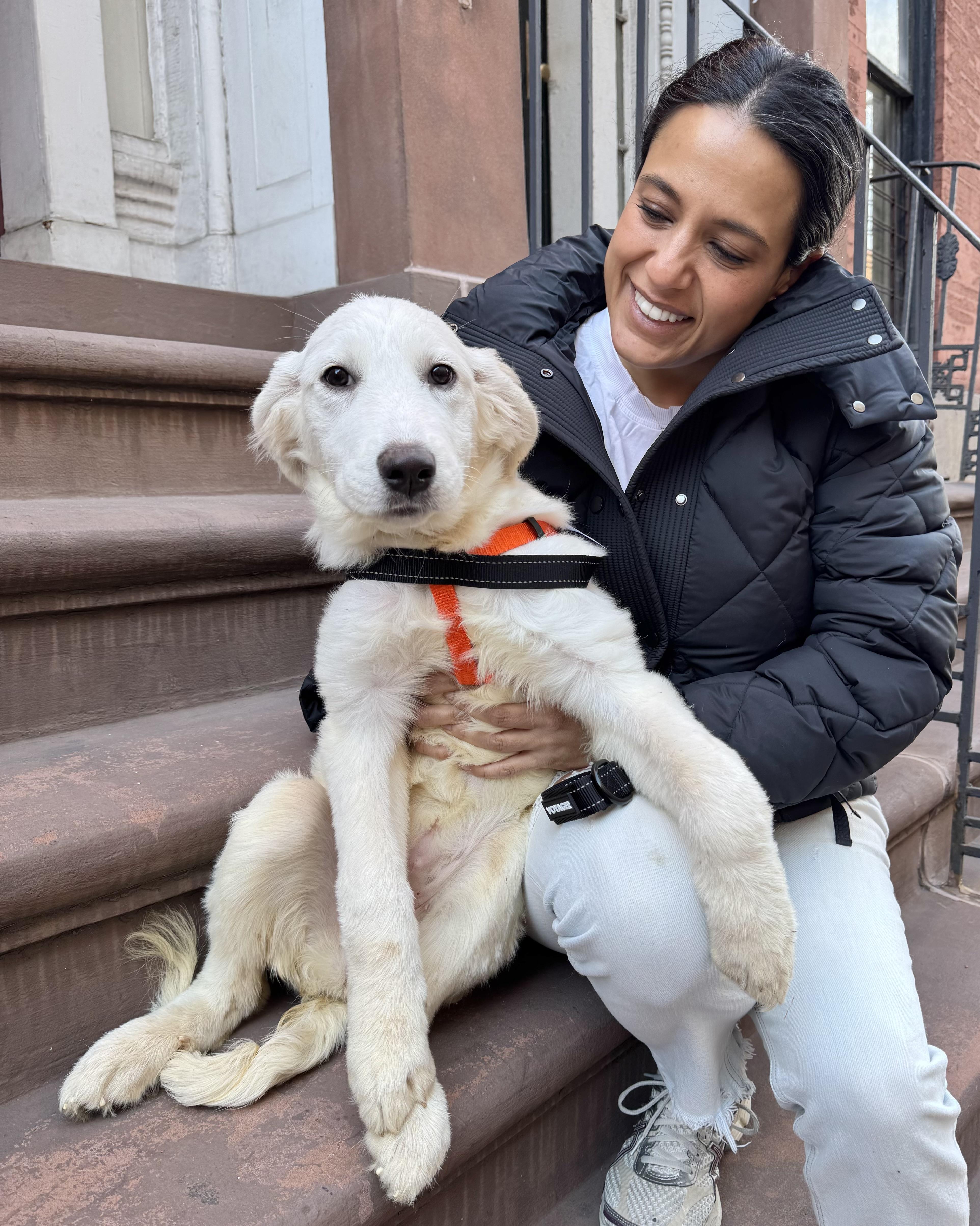 Enlarge Clairvoyant, a Adoptable mixed breed in New York, NY image 2/6