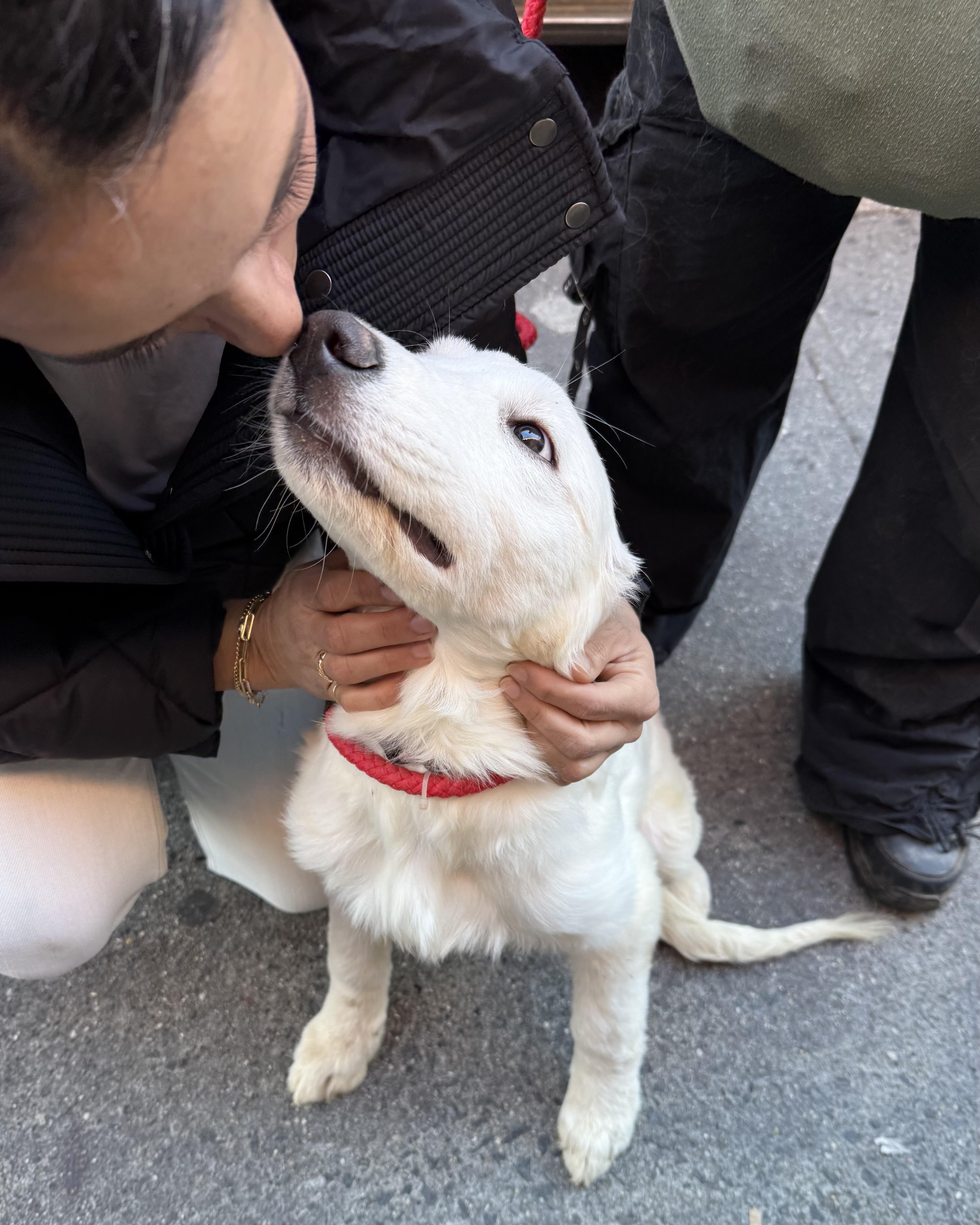 Enlarge Clairvoyant, a Adoptable mixed breed in New York, NY image 5/6