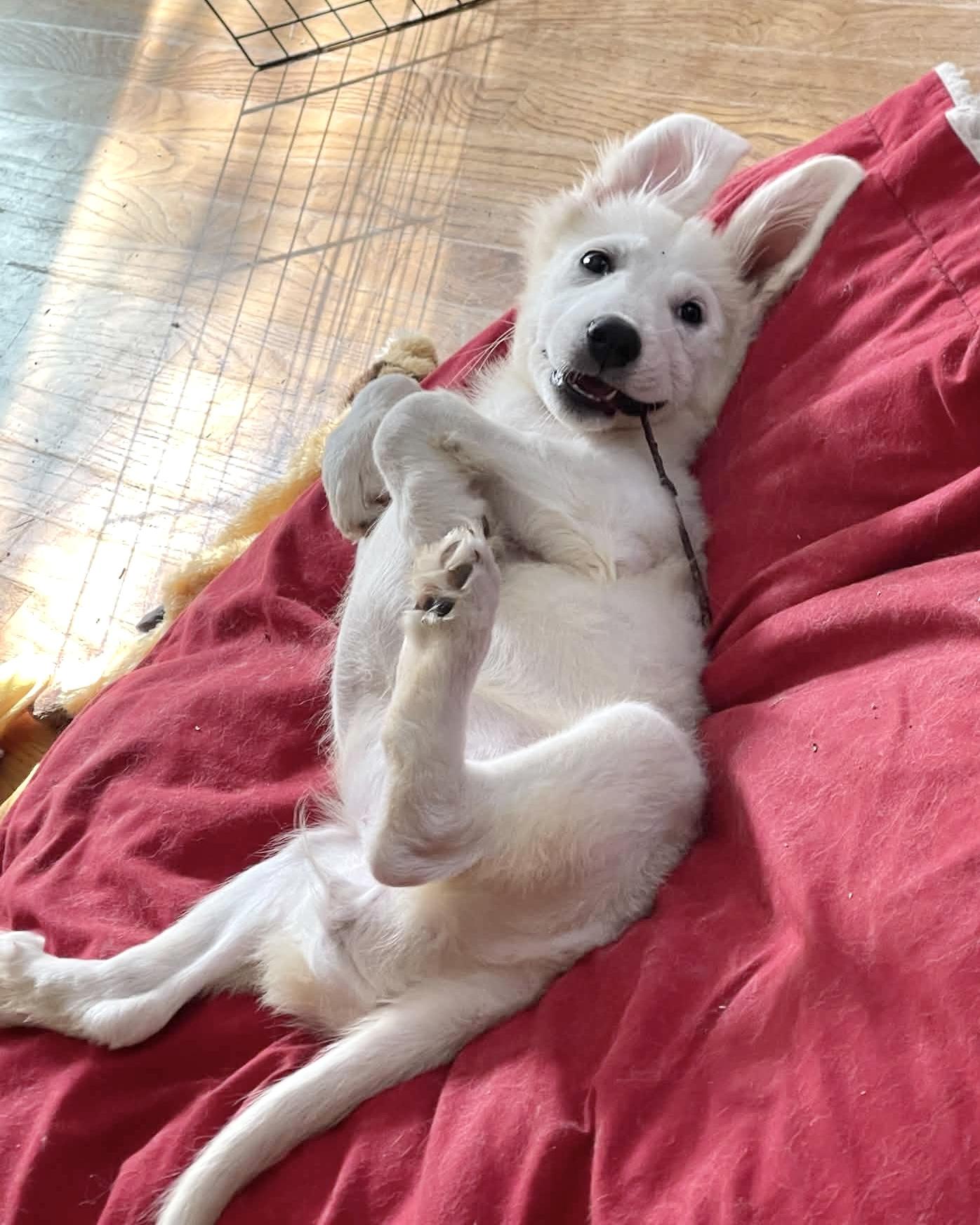 Enlarge Clairvoyant, a Adoptable mixed breed in New York, NY image 1/6