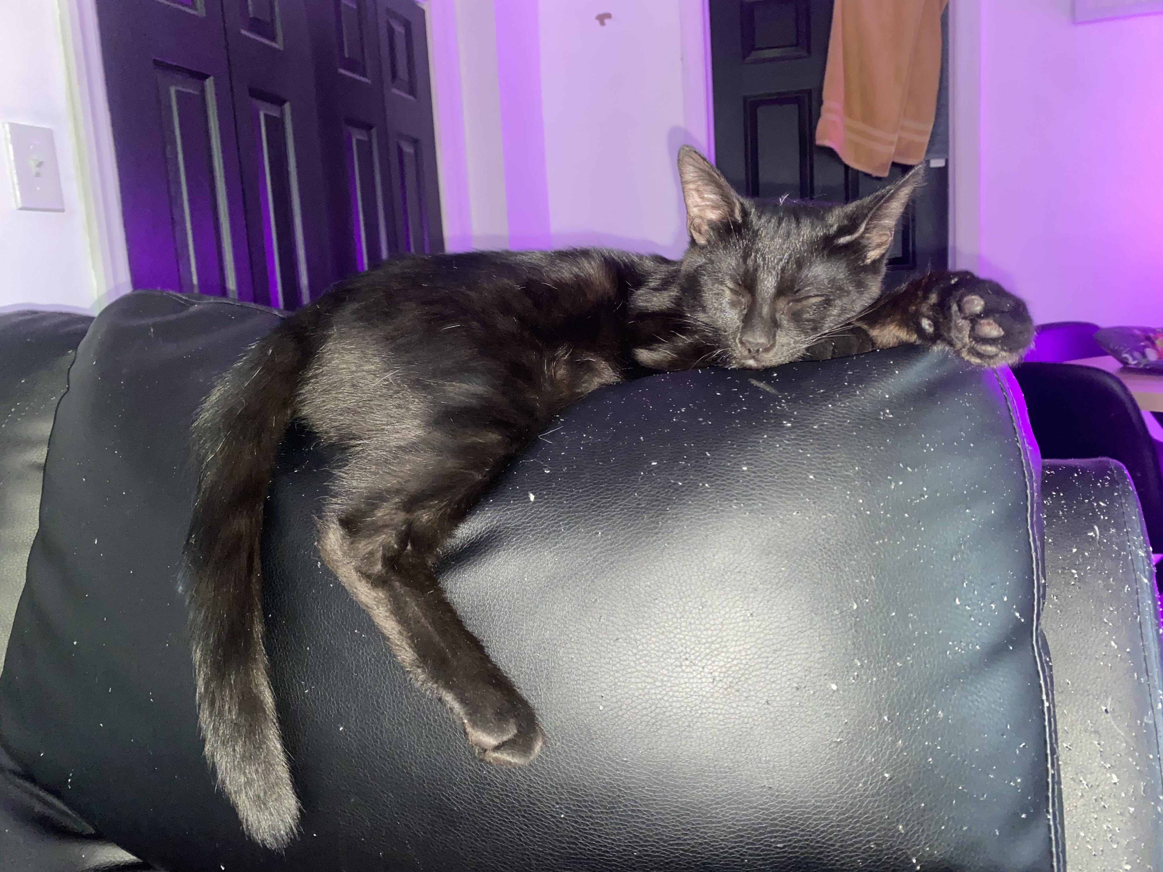 Robin, ADOPTABLE, Kitten Male Bombay.