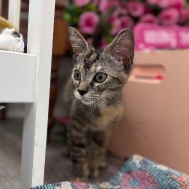 Bambi Boo — thumbnail 4