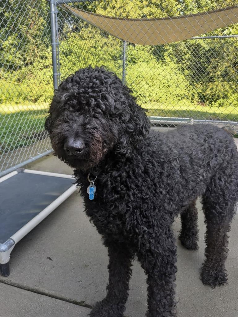 Enlarge Jackson, a Adoptable mixed breed in Muskegon, MI image 1/6