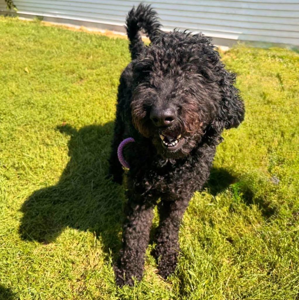 Enlarge Jackson, a Adoptable mixed breed in Muskegon, MI image 5/6