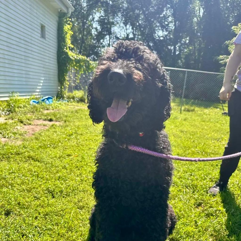 Enlarge Jackson, a Adoptable mixed breed in Muskegon, MI image 6/6