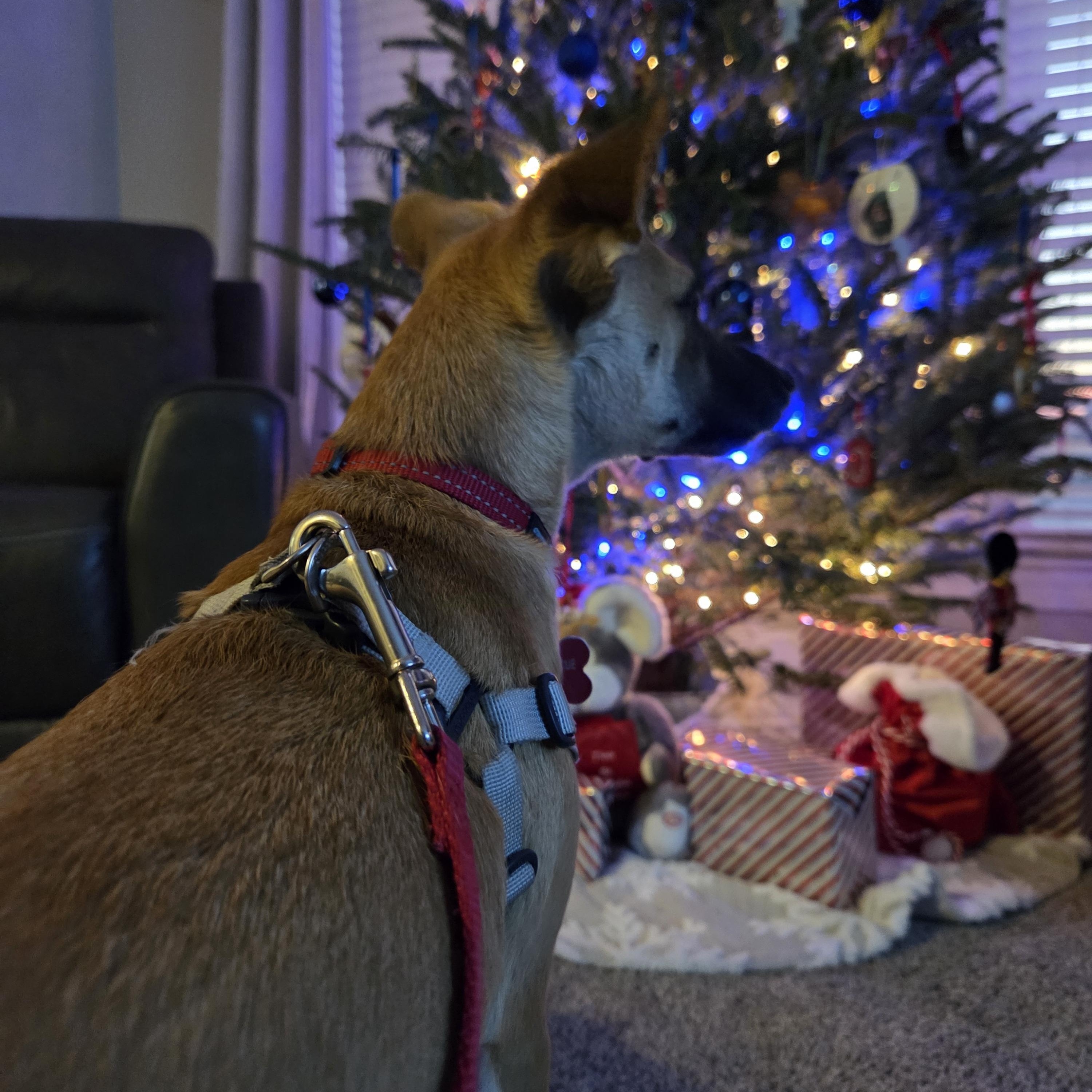 Lil Bit - IN FOSTER HOME - AVAILABLE TO ADOPT, a Adoptable mixed breed in Clayton, NC image 1/6