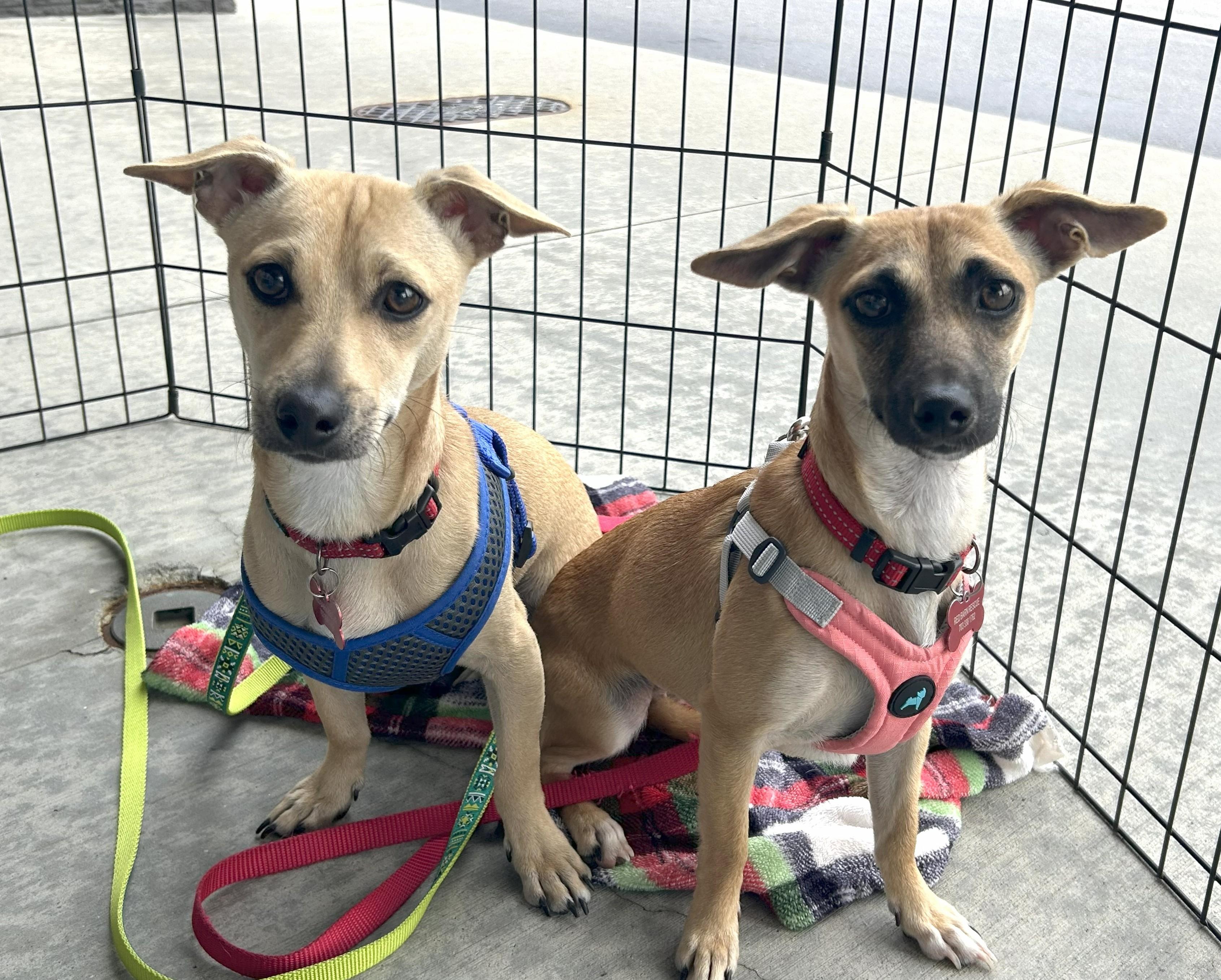 Lil Bit, a Adoptable mixed breed in Clayton, NC image 6/6
