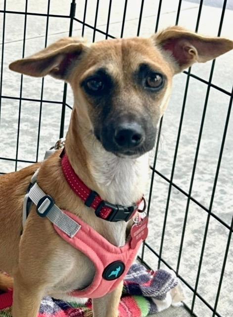 Lil Bit, a Adoptable mixed breed in Clayton, NC image 5/6