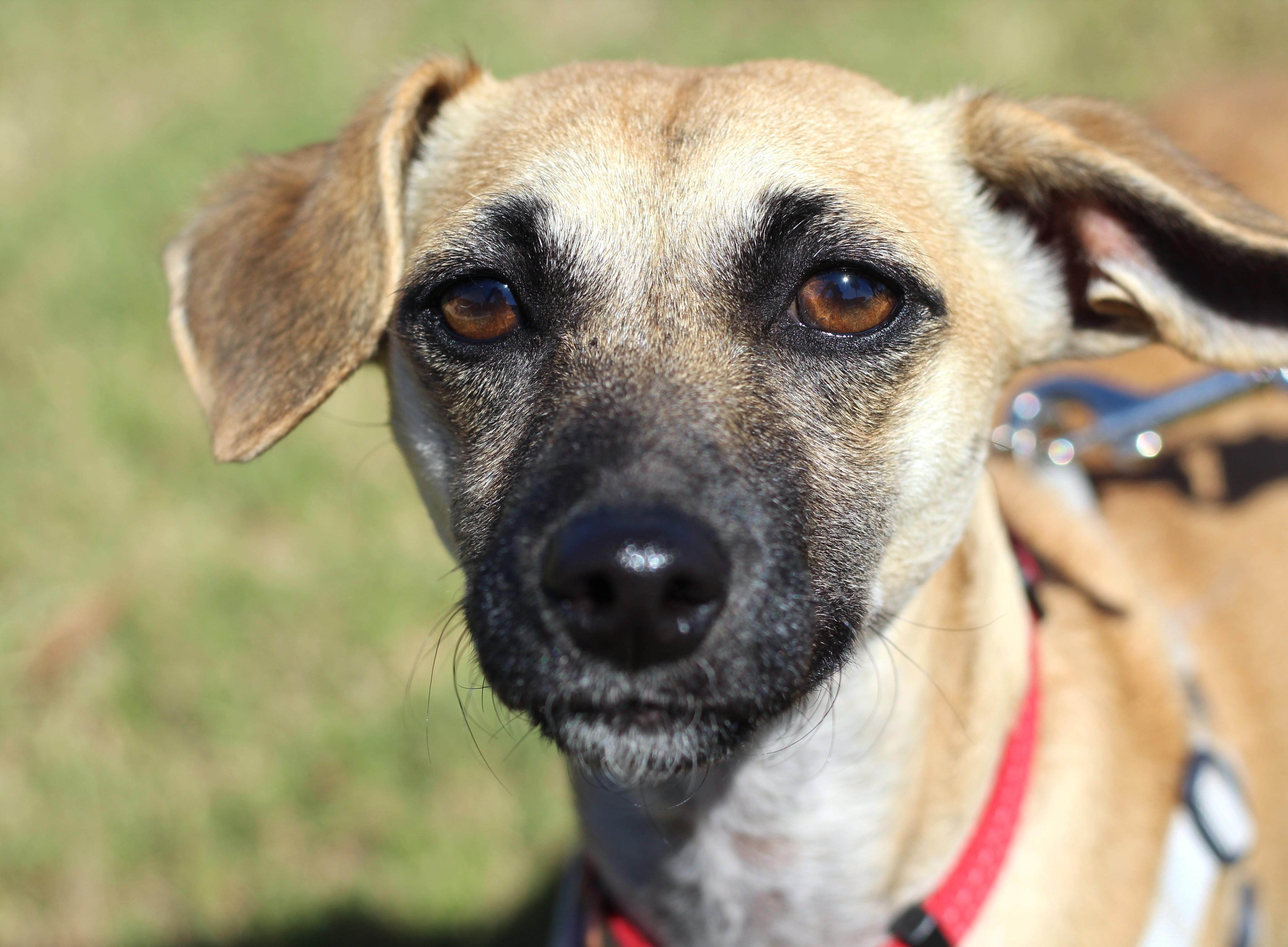 Lil Bit, a Adoptable mixed breed in Clayton, NC image 1/6