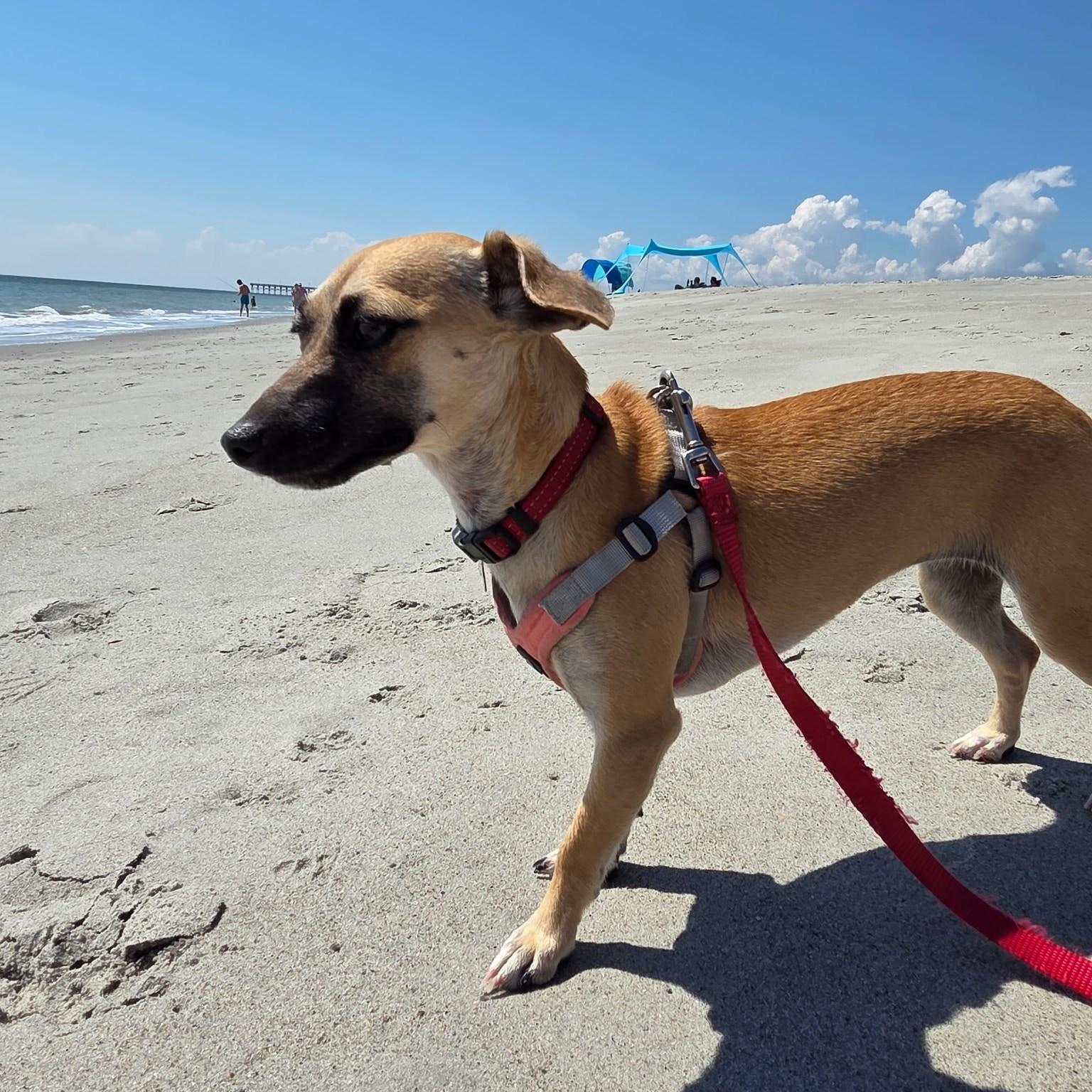 Lil Bit, a Adoptable mixed breed in Clayton, NC image 3/6