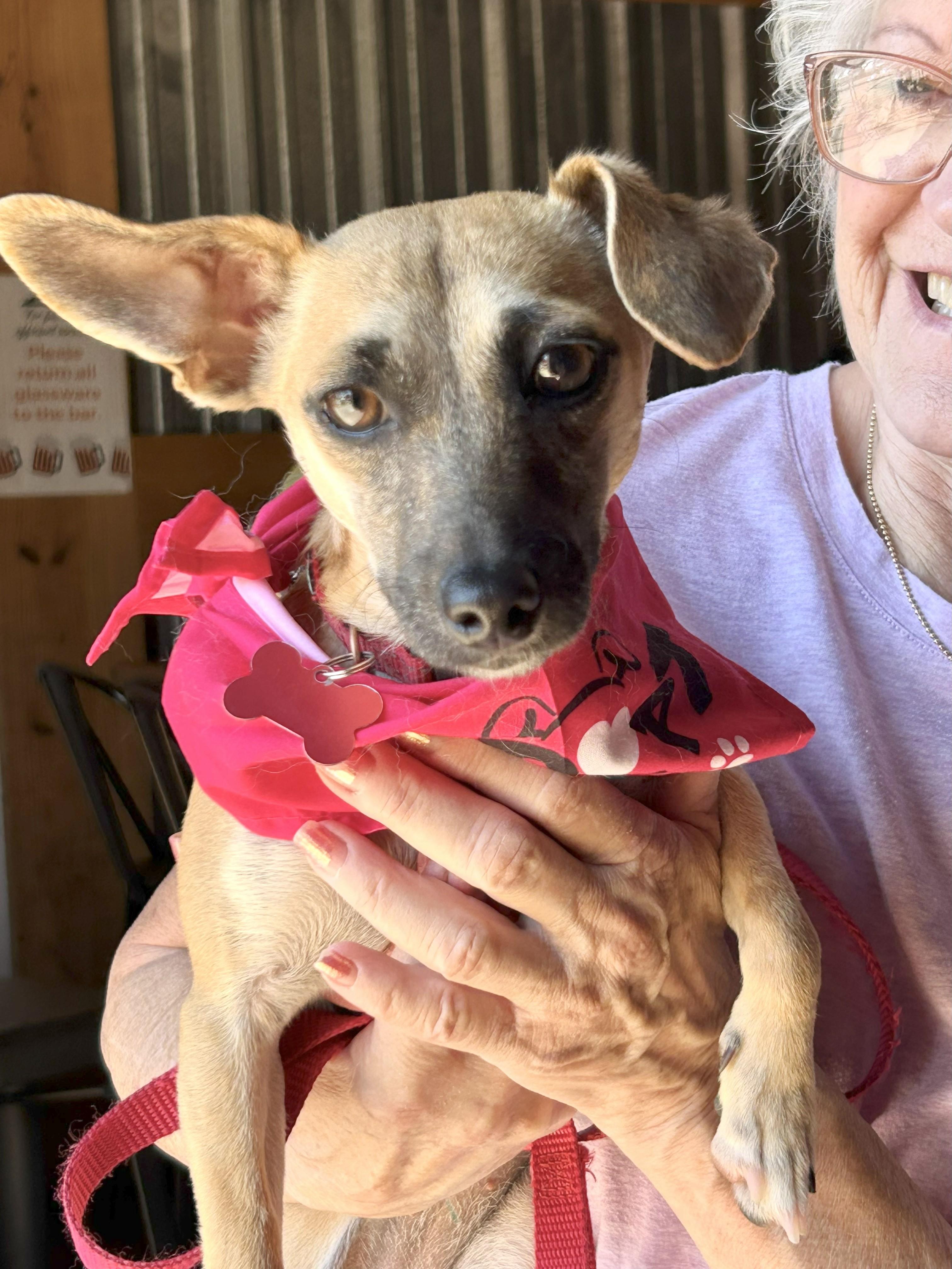 Lil Bit, a Adoptable mixed breed in Clayton, NC image 4/6