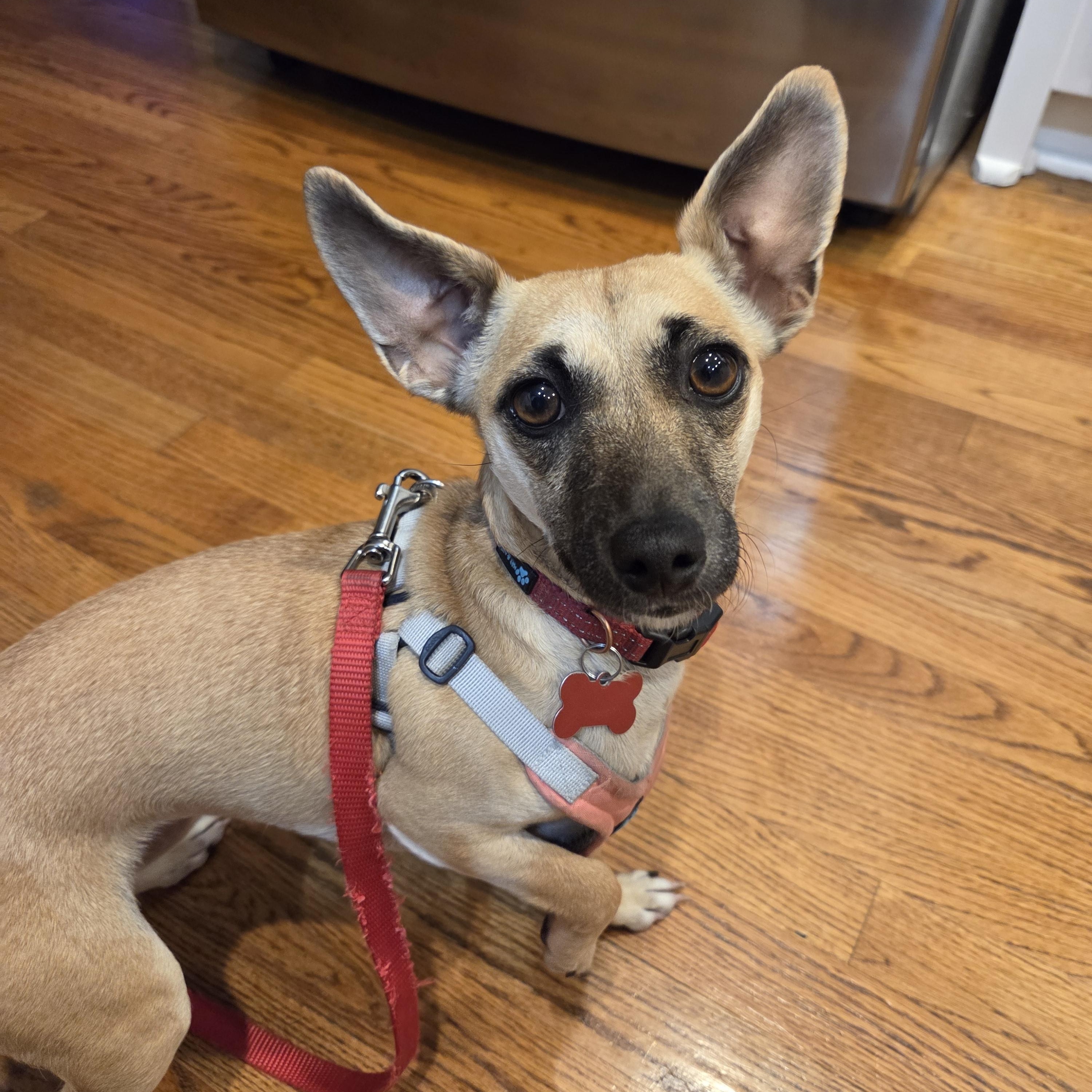 Lil Bit - IN FOSTER HOME - AVAILABLE TO ADOPT, a Adoptable mixed breed in Clayton, NC image 3/6