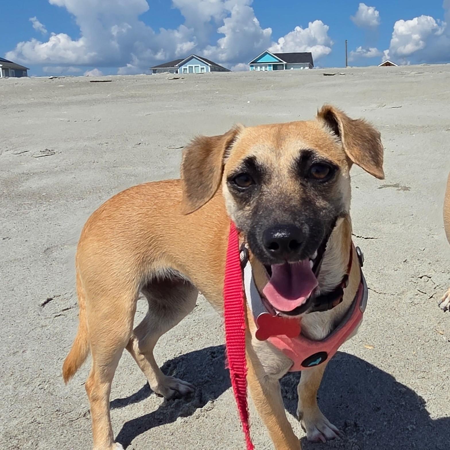 Lil Bit, a Adoptable mixed breed in Clayton, NC image 2/6