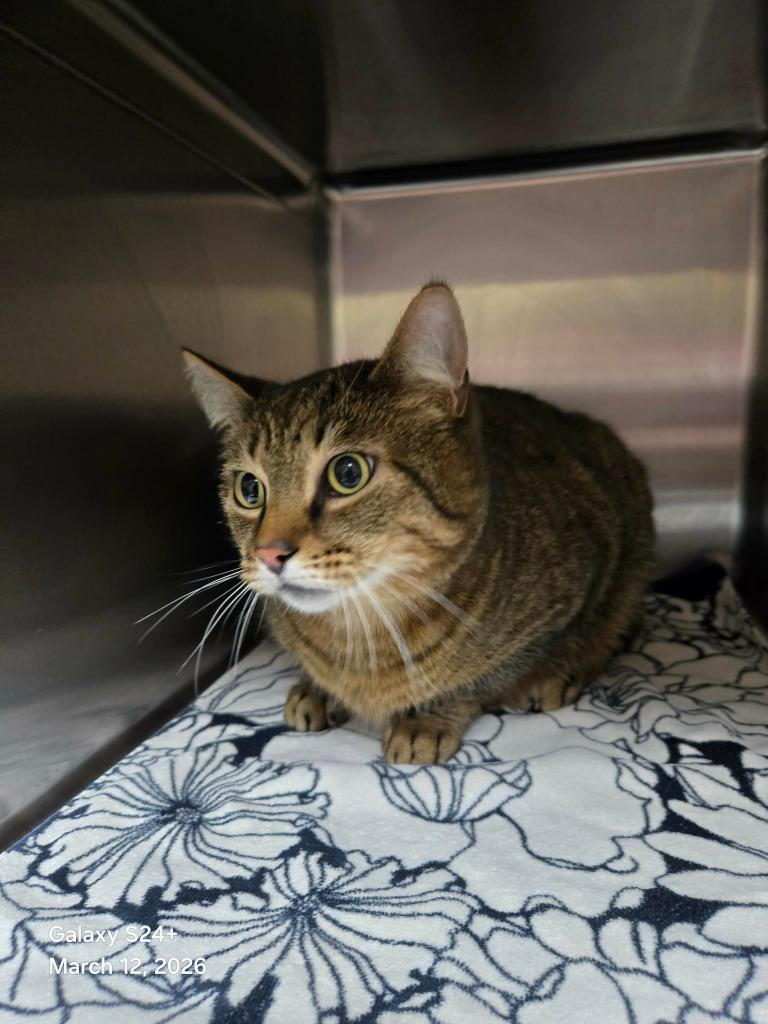 Enchilada, a Adoptable mixed breed in Coupeville, WA image 1/2