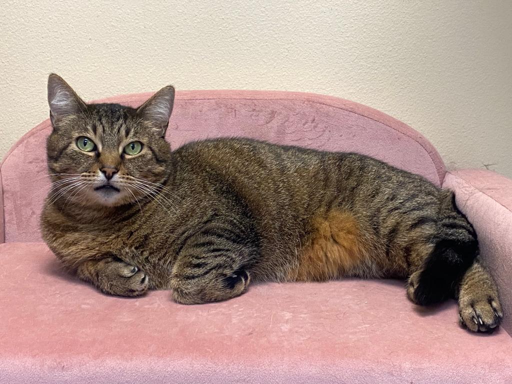 Enchilada, a Adoptable mixed breed in Coupeville, WA image 2/2