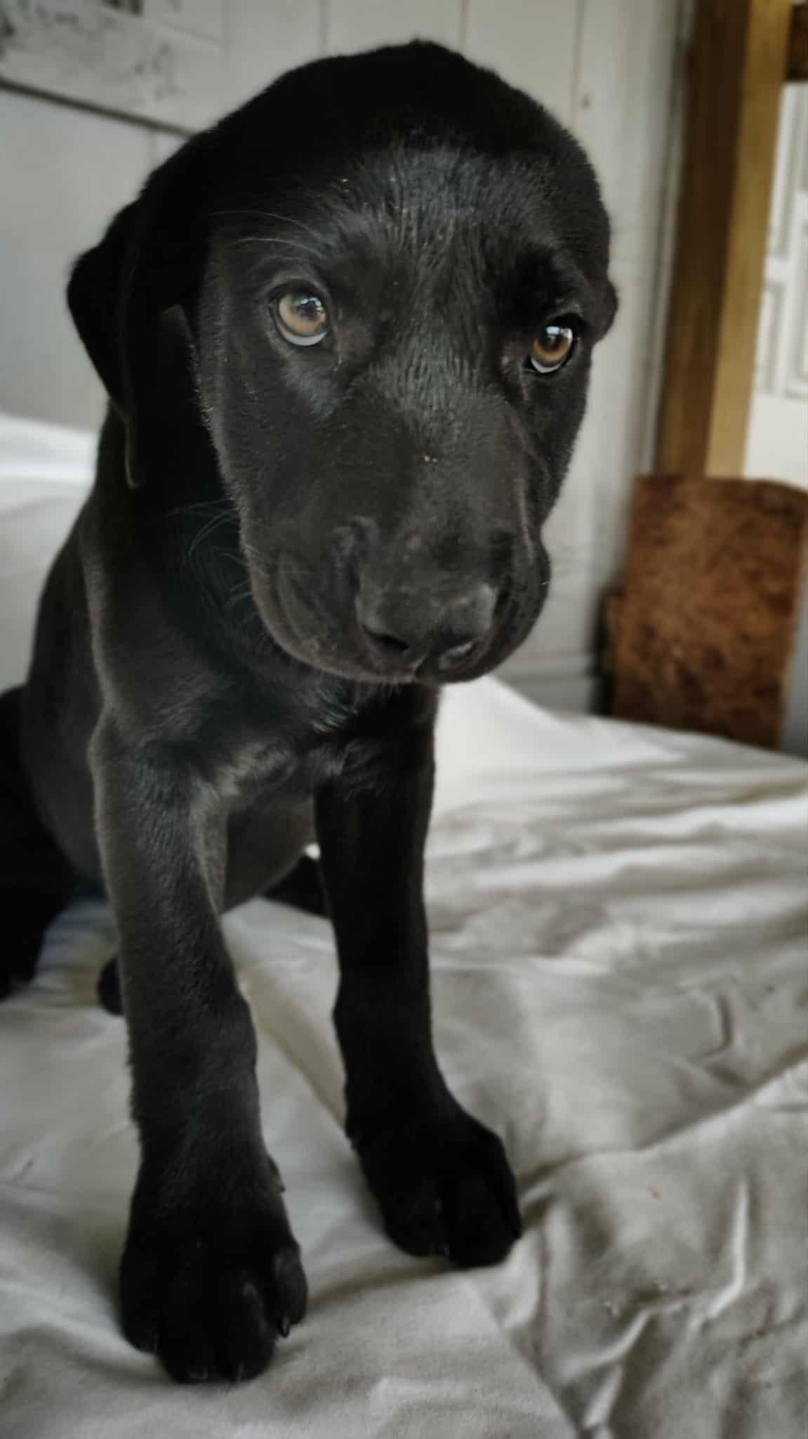 Enlarge Jazzy , a ADOPTABLE mixed breed in Barkhamsted, CT image 2/5