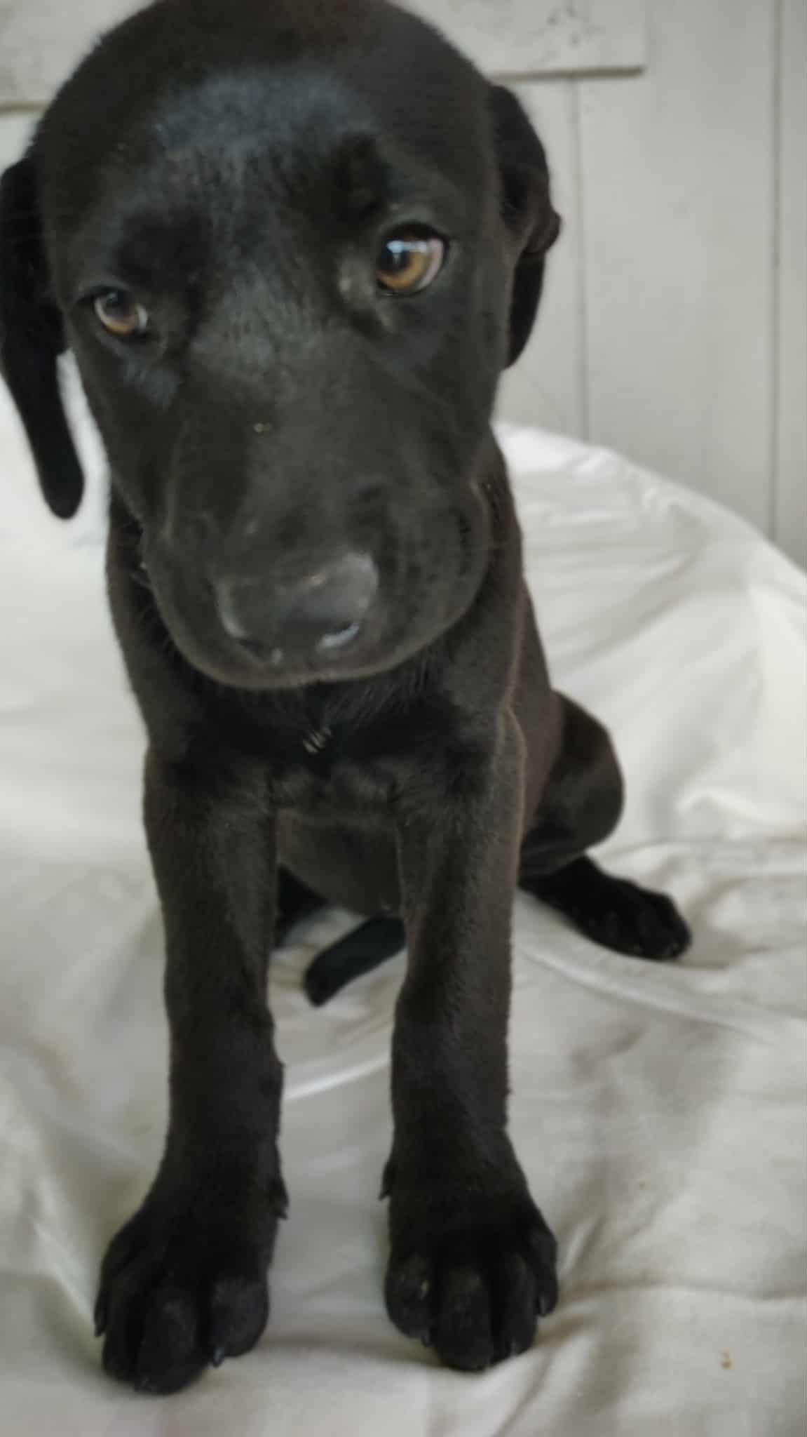 Jazzy , ADOPTABLE, Puppy Female German Shepherd Dog & Labrador Retriever.