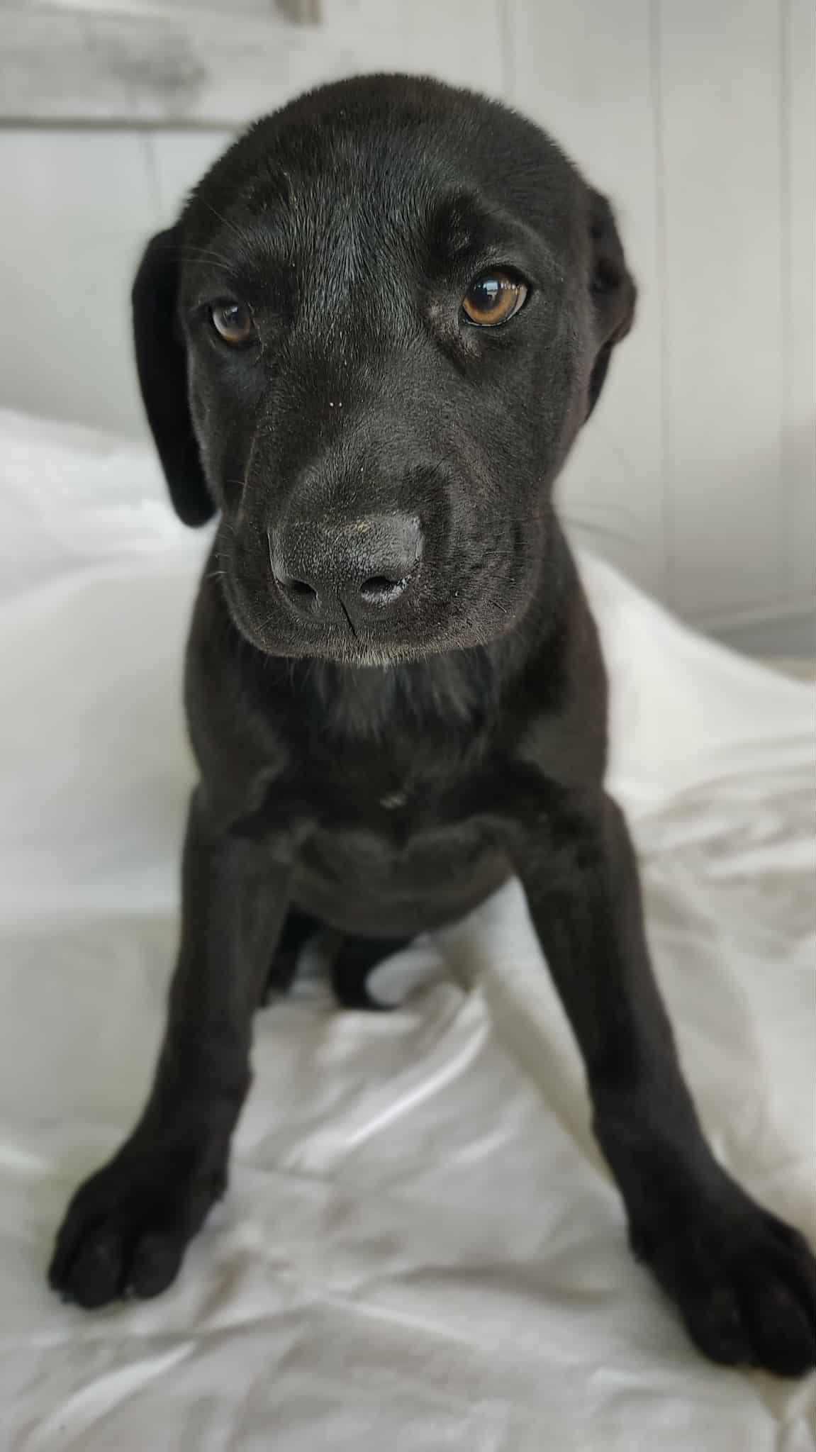 Enlarge Jazzy , a ADOPTABLE mixed breed in Barkhamsted, CT image 5/5