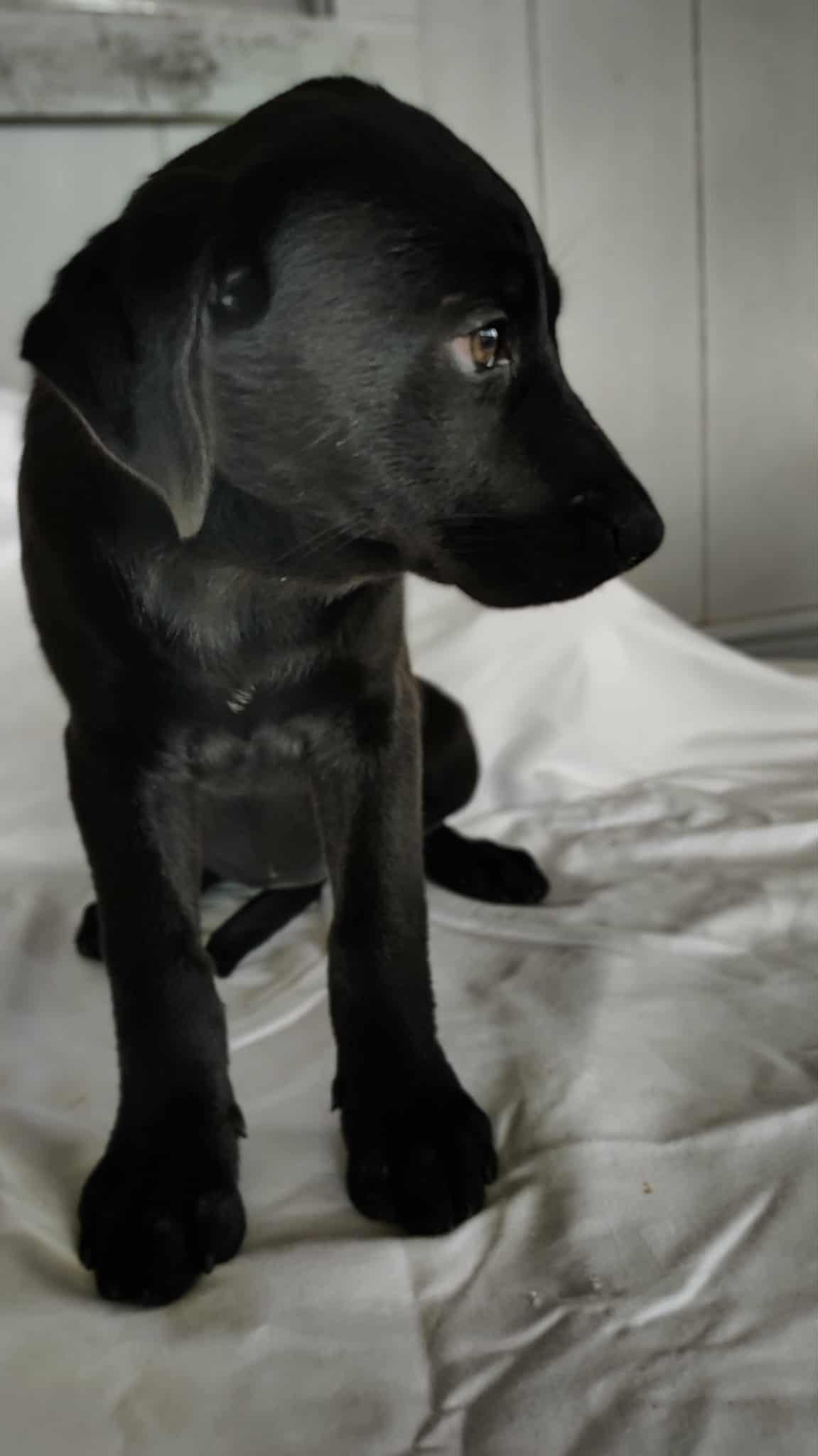 Enlarge Jazzy , a ADOPTABLE mixed breed in Barkhamsted, CT image 3/5