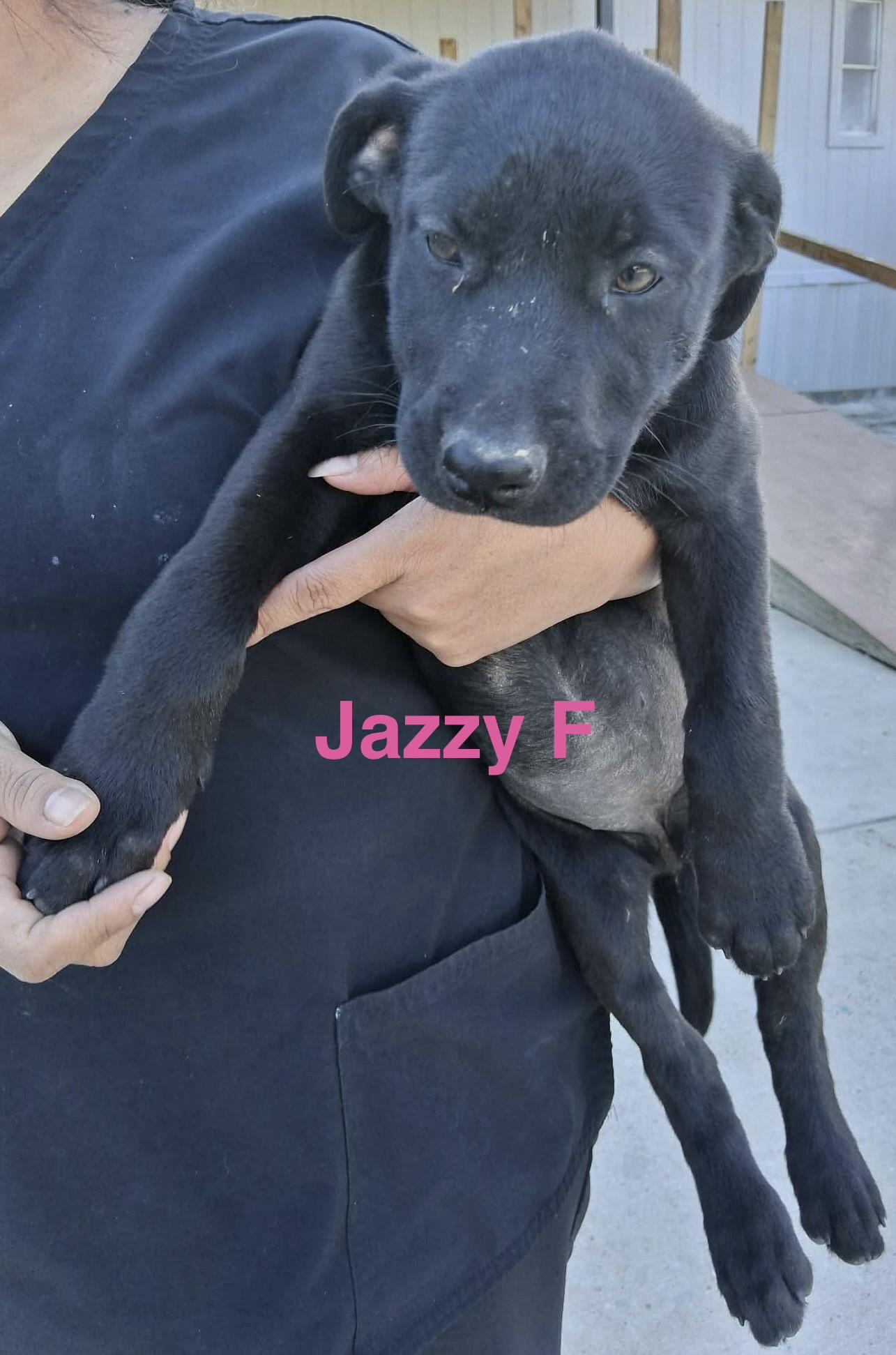 Enlarge Jazzy , a ADOPTABLE mixed breed in Barkhamsted, CT image 4/5