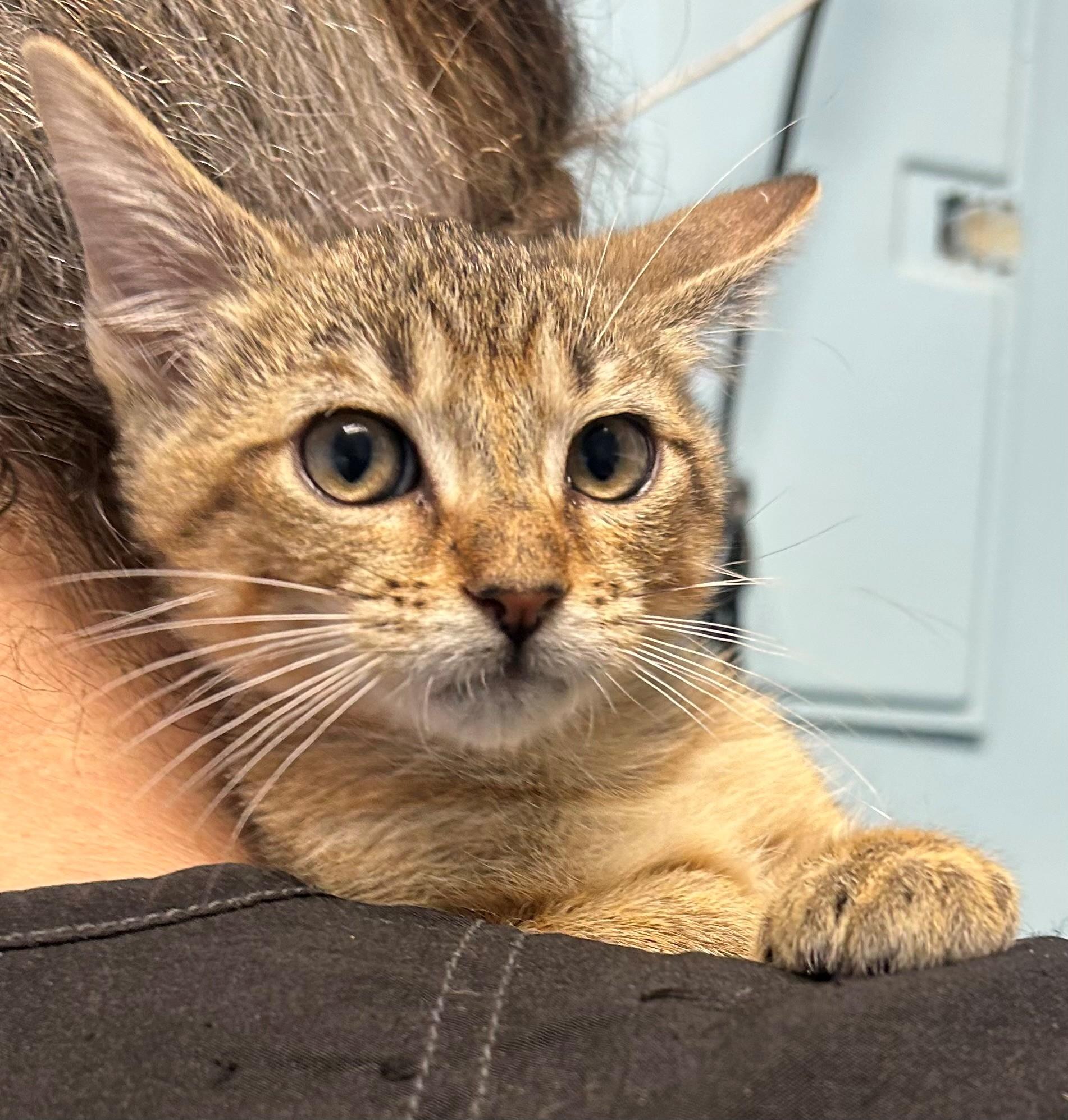Kenny, adopted, Kitten Male Domestic Short Hair.