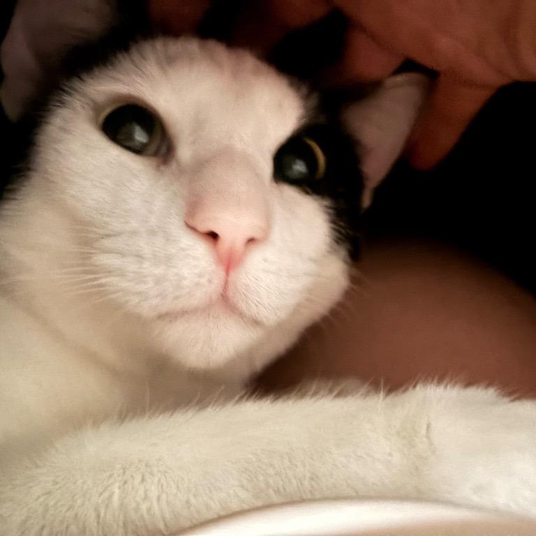 Enlarge Dip, a Adoptable Domestic Short Hair in Boerne, TX image 1/1