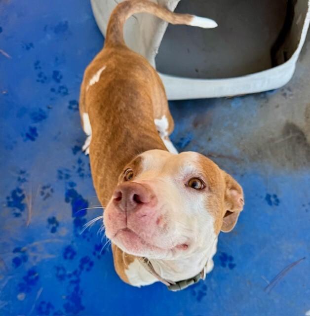 Enlarge Norma Louise Bates, a Adoptable mixed breed in Providence Forge, VA image 1/1